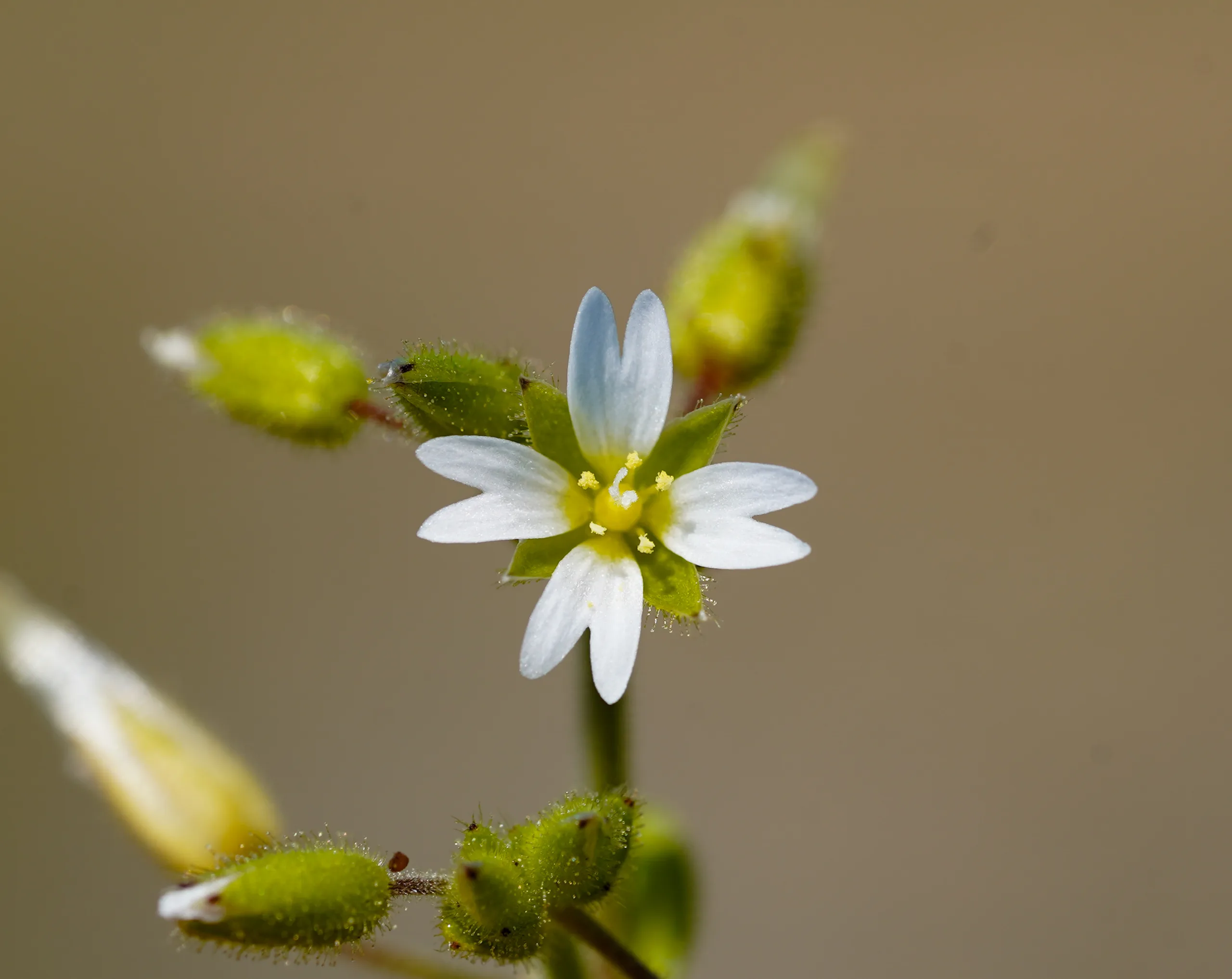 Cerastium diffusum (Dört boynuzotu)