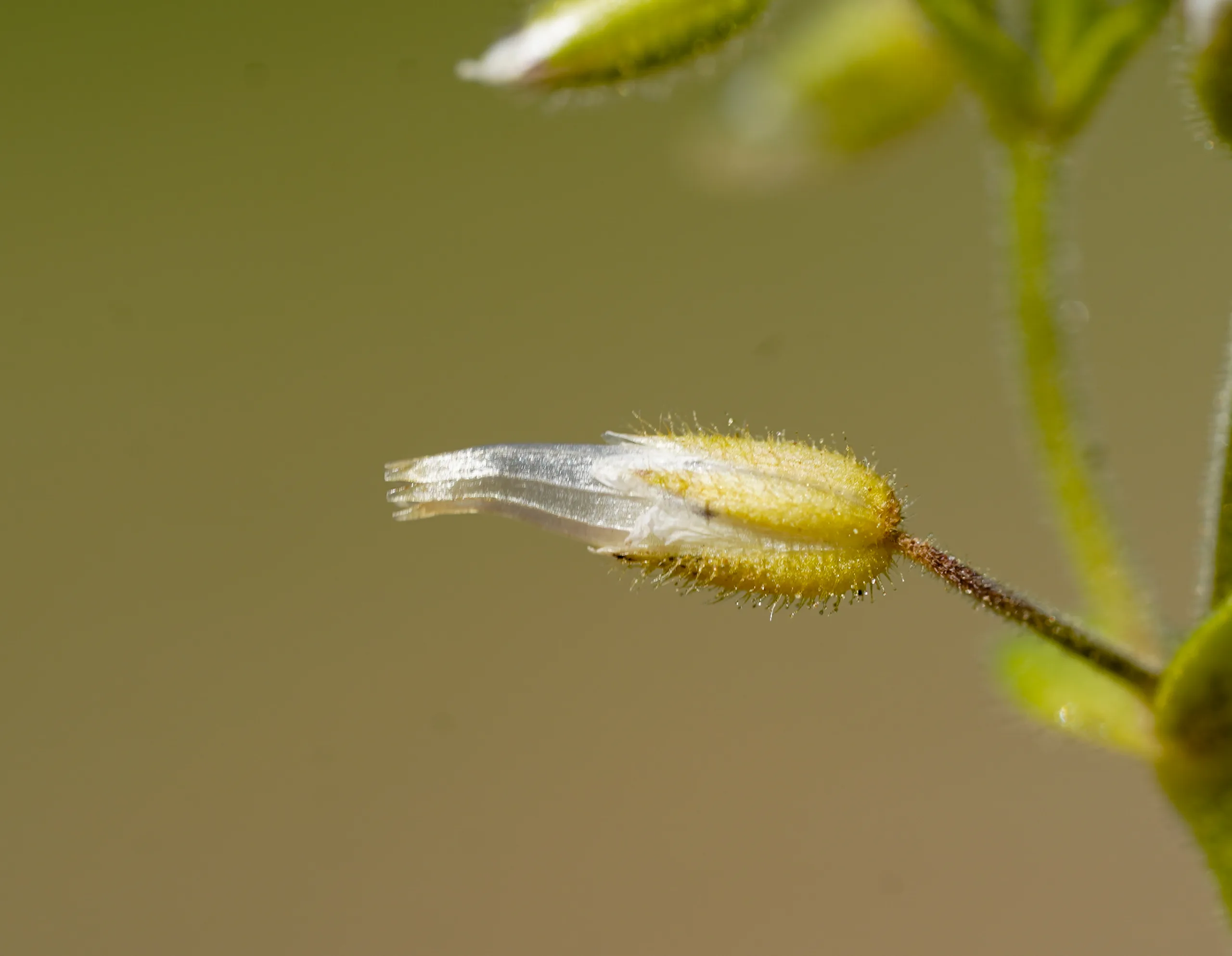 Cerastium diffusum
