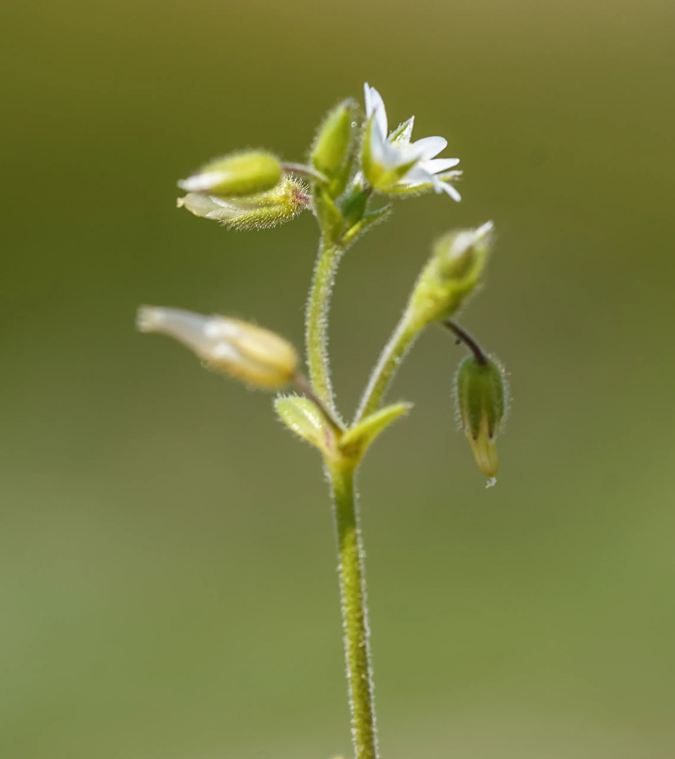 Cerastium diffusum