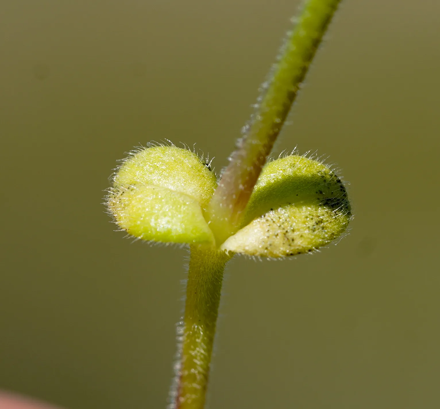 Cerastium diffusum