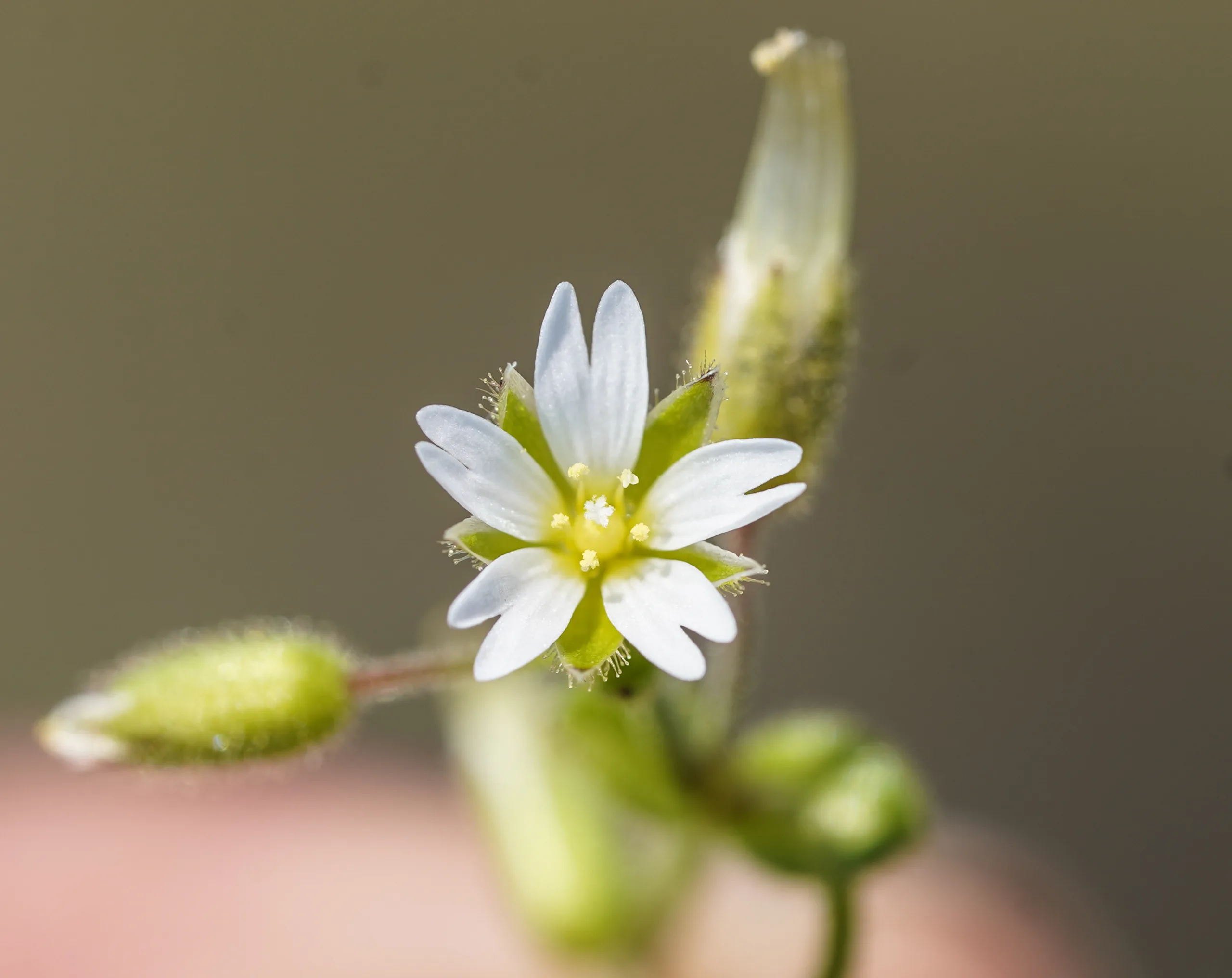 Cerastium diffusum