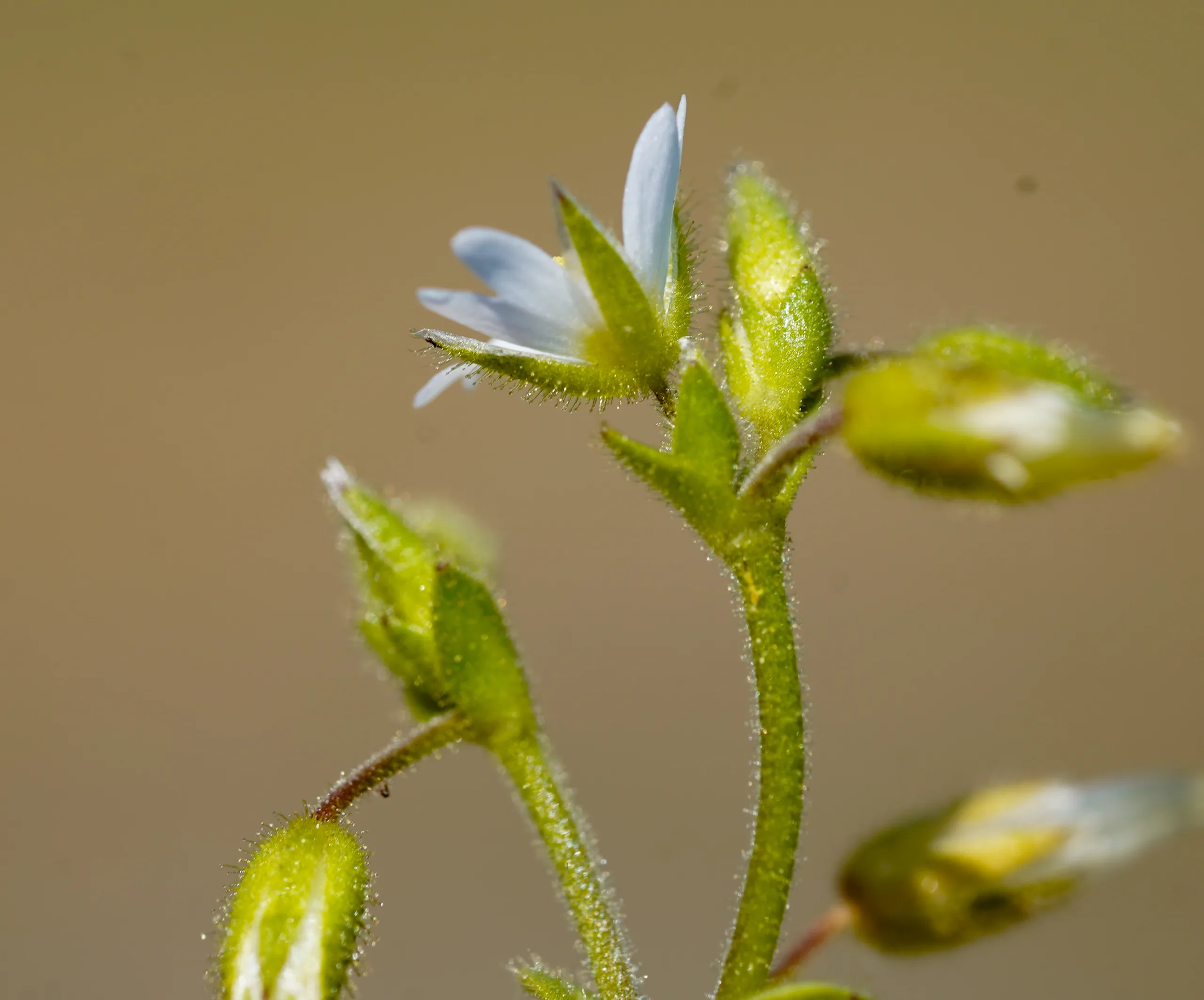 Cerastium diffusum