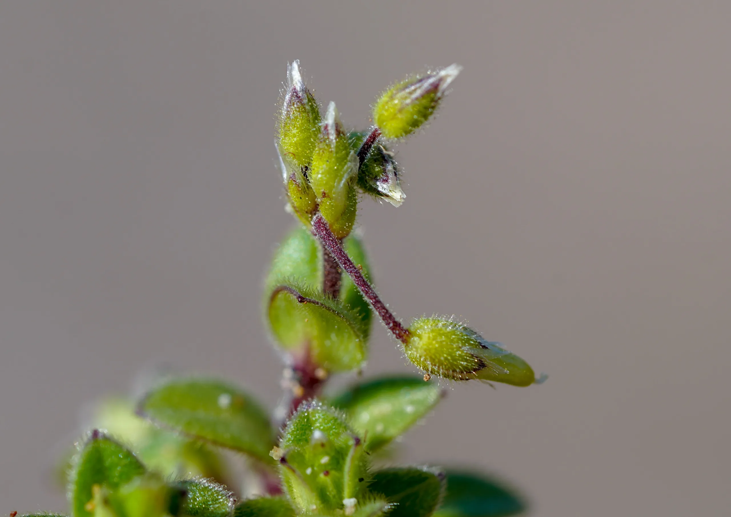 Cerastium semidecandrum