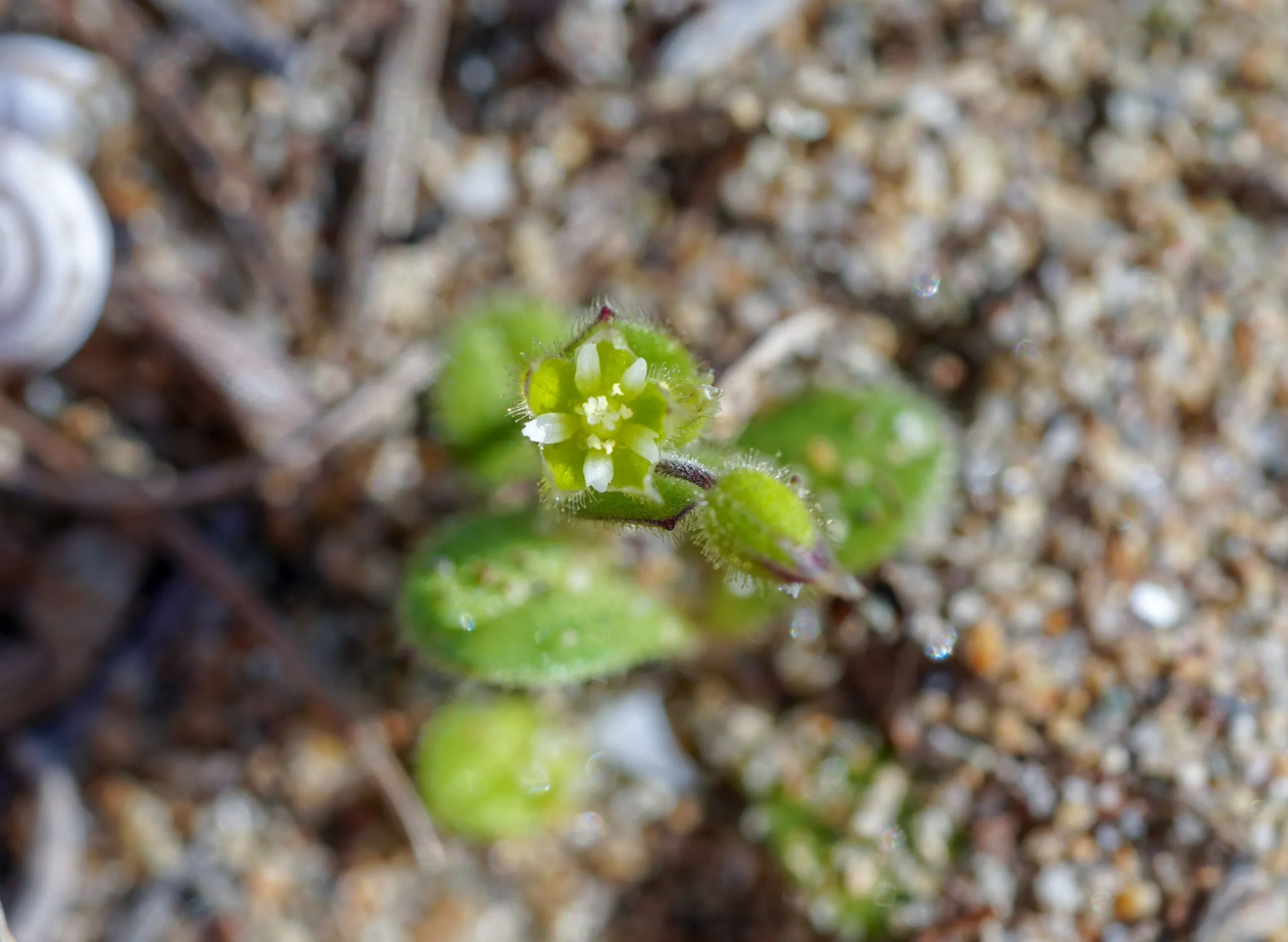 Cerastium semidecandrum