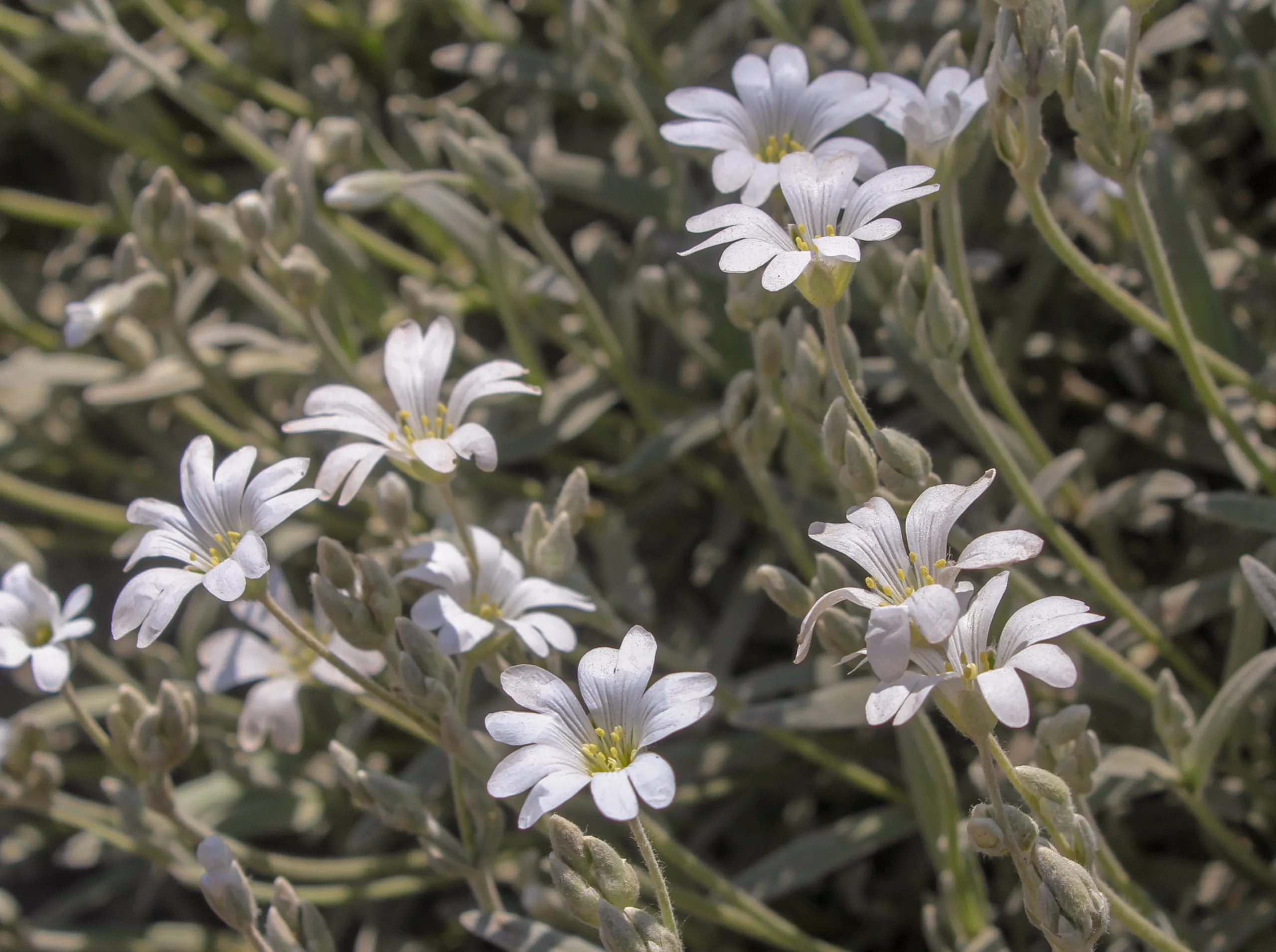 Cerastium tomentosum