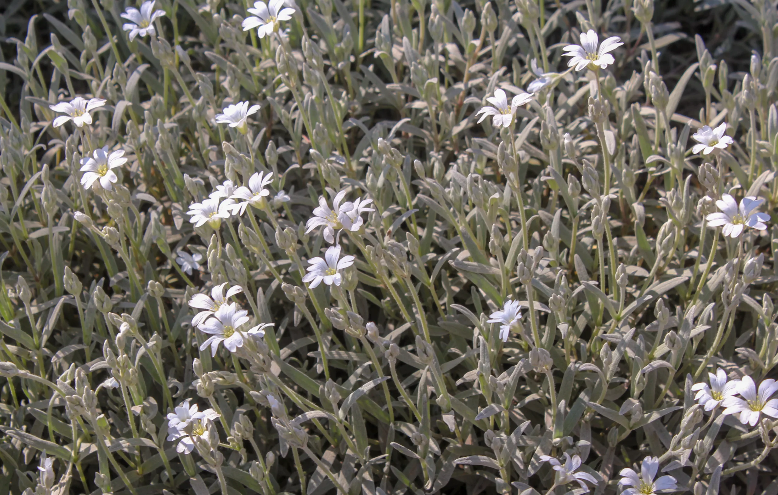 Cerastium tomentosum