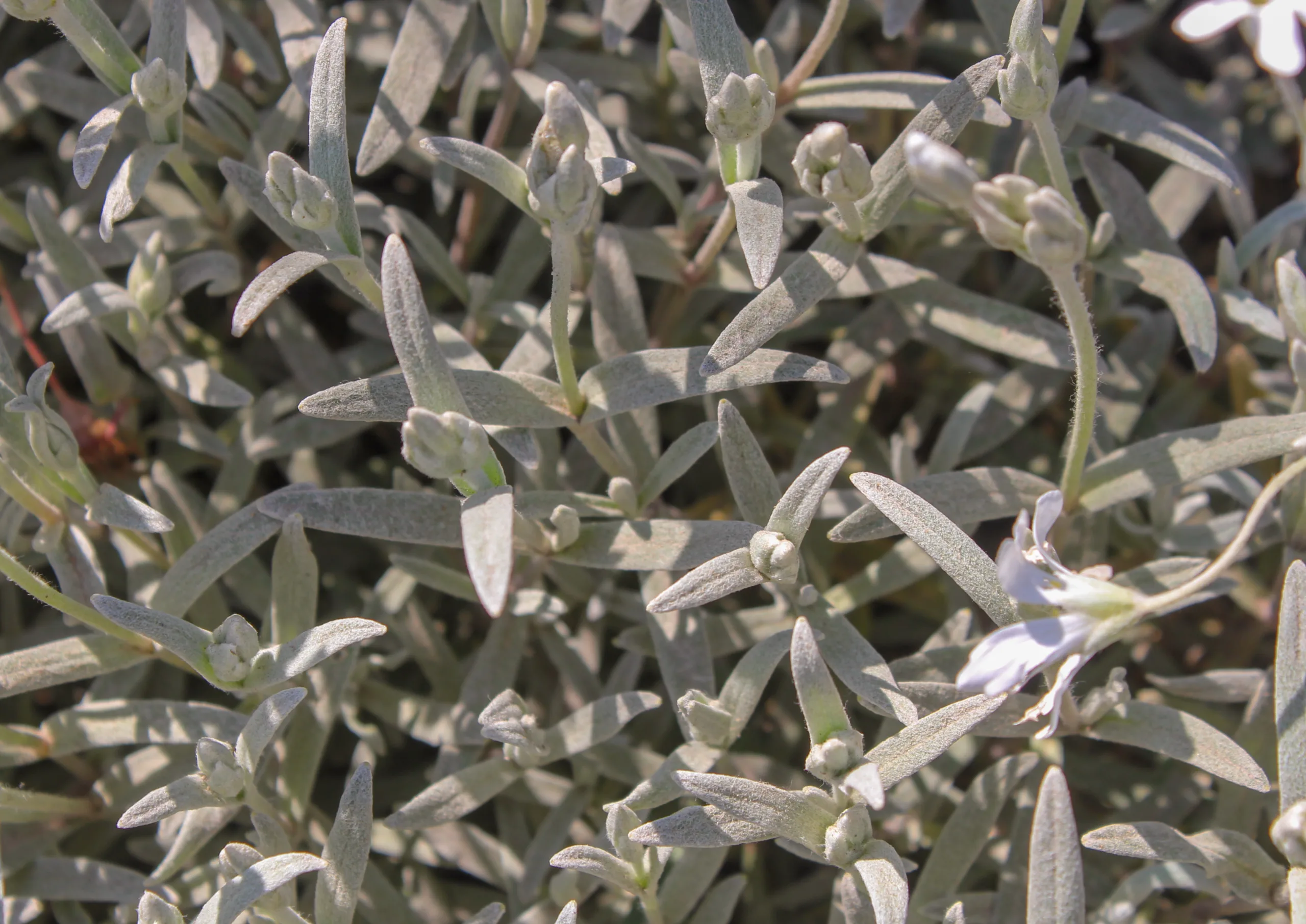Cerastium tomentosum