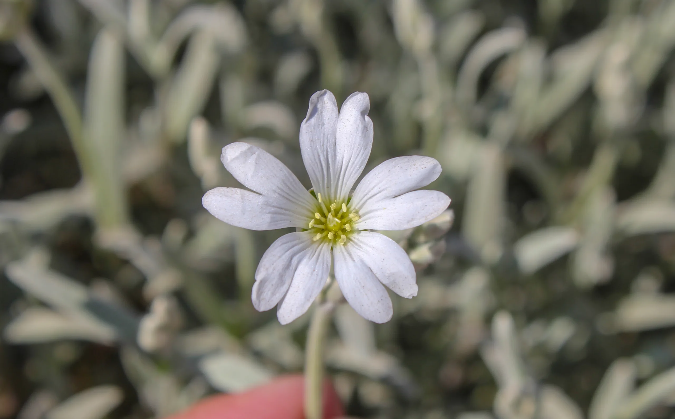 Cerastium tomentosum