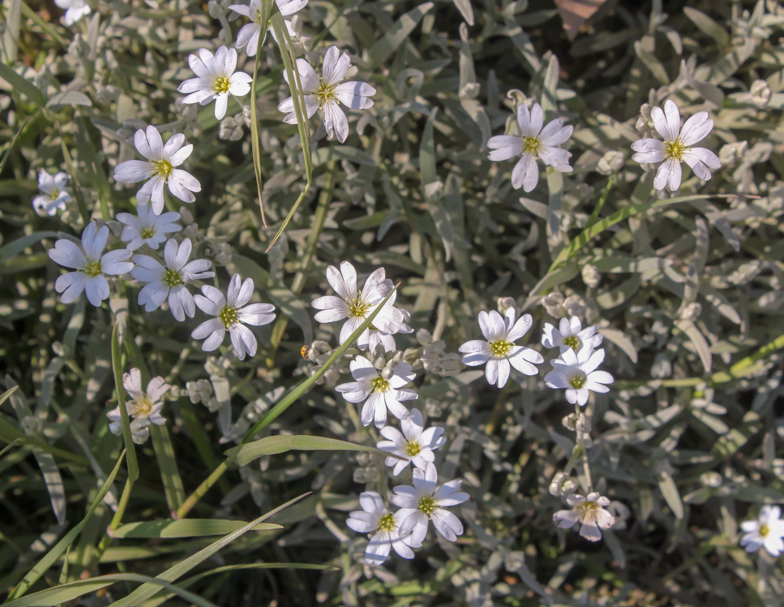 Cerastium tomentosum