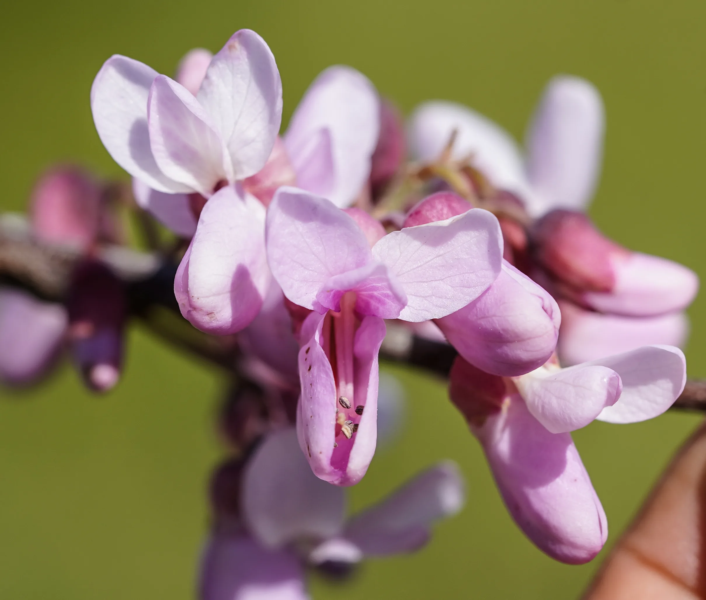 Cercis siliquastrum