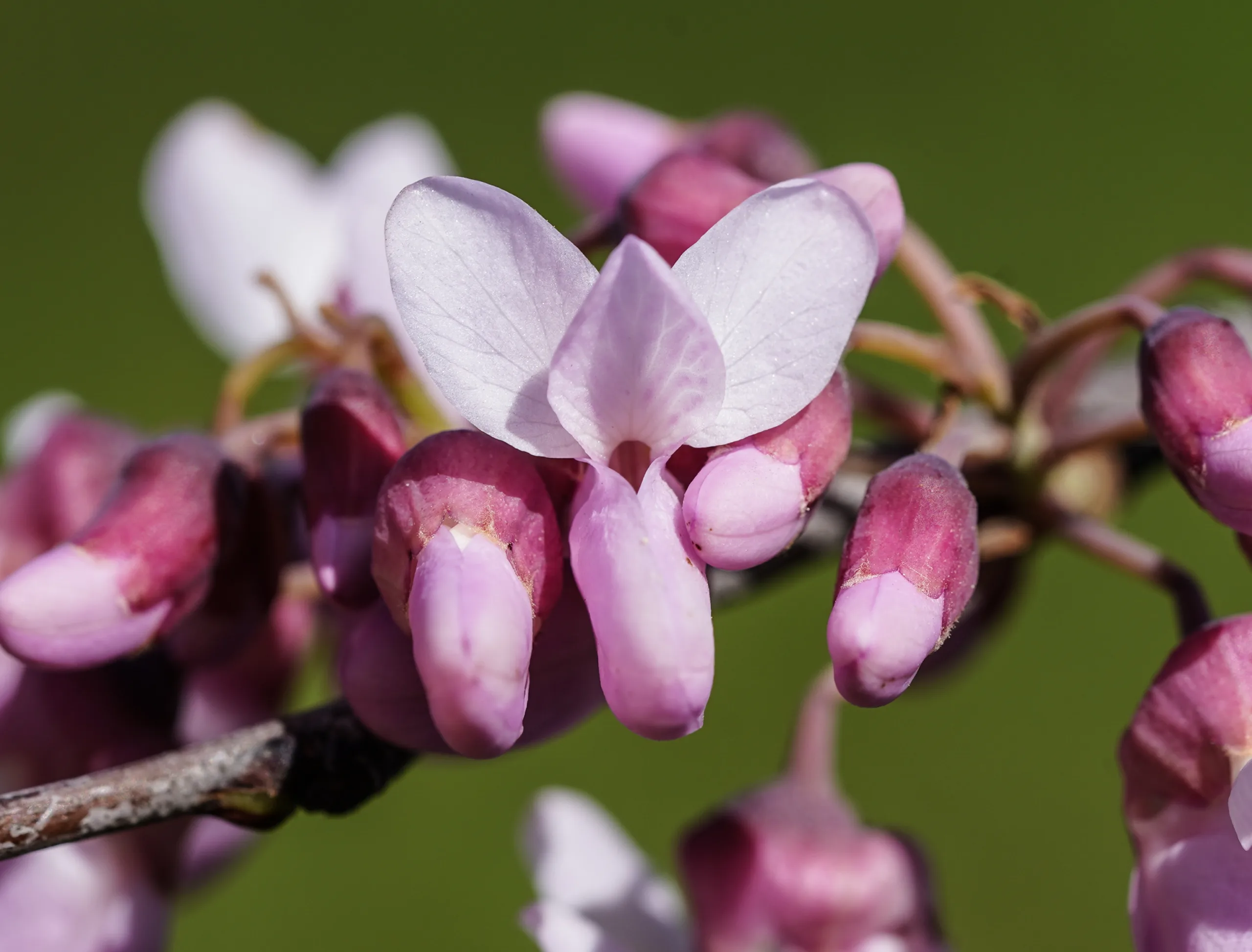 Cercis siliquastrum (Erguvan)