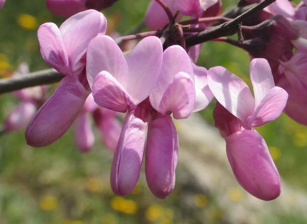 Cercis siliquastrum