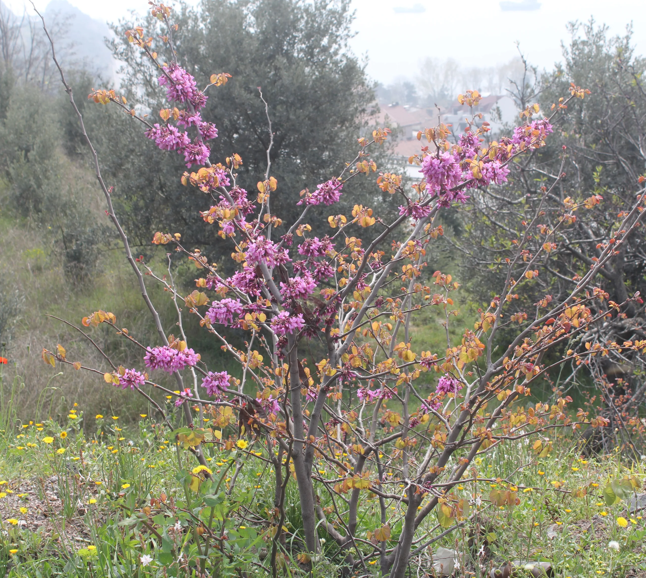 Cercis siliquastrum