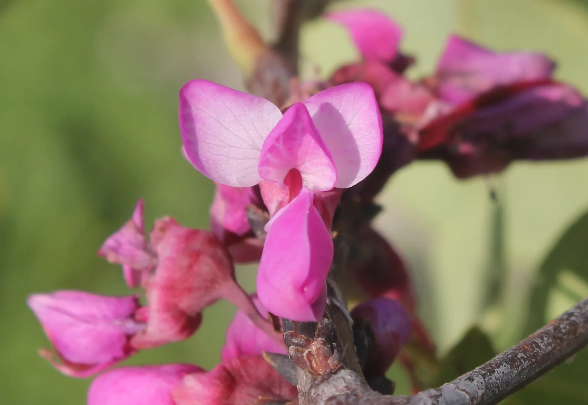 Cercis siliquastrum