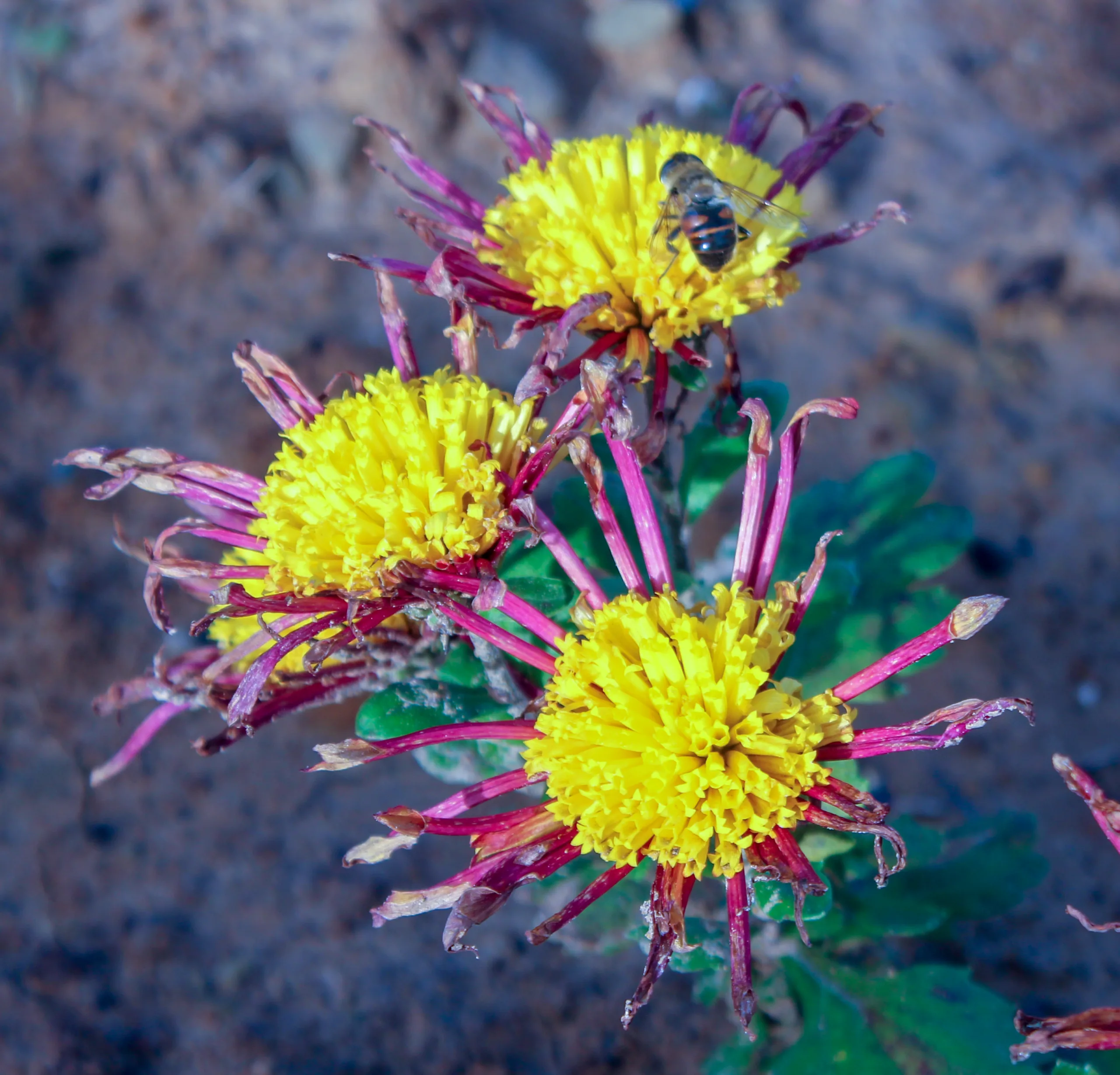 Chrysanthemum × morifolium