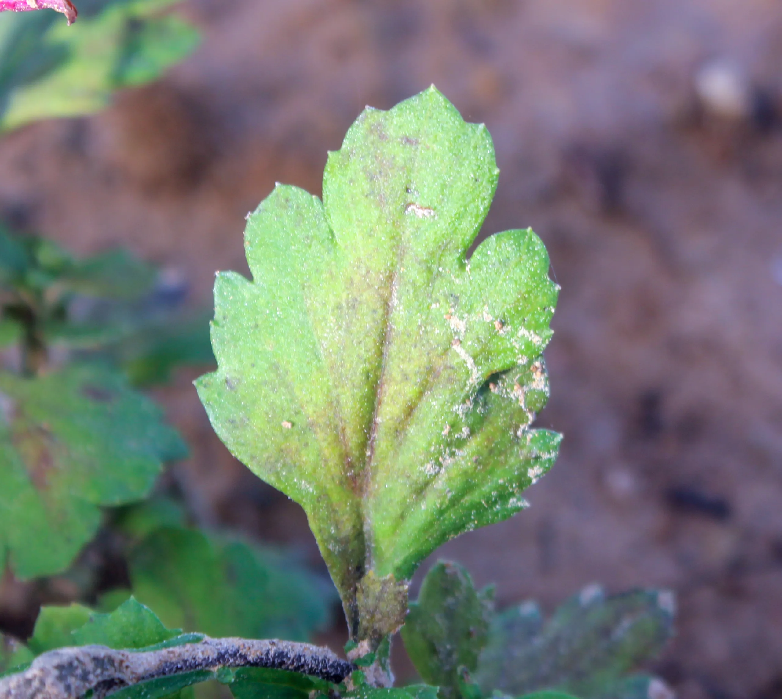 Chrysanthemum × morifolium