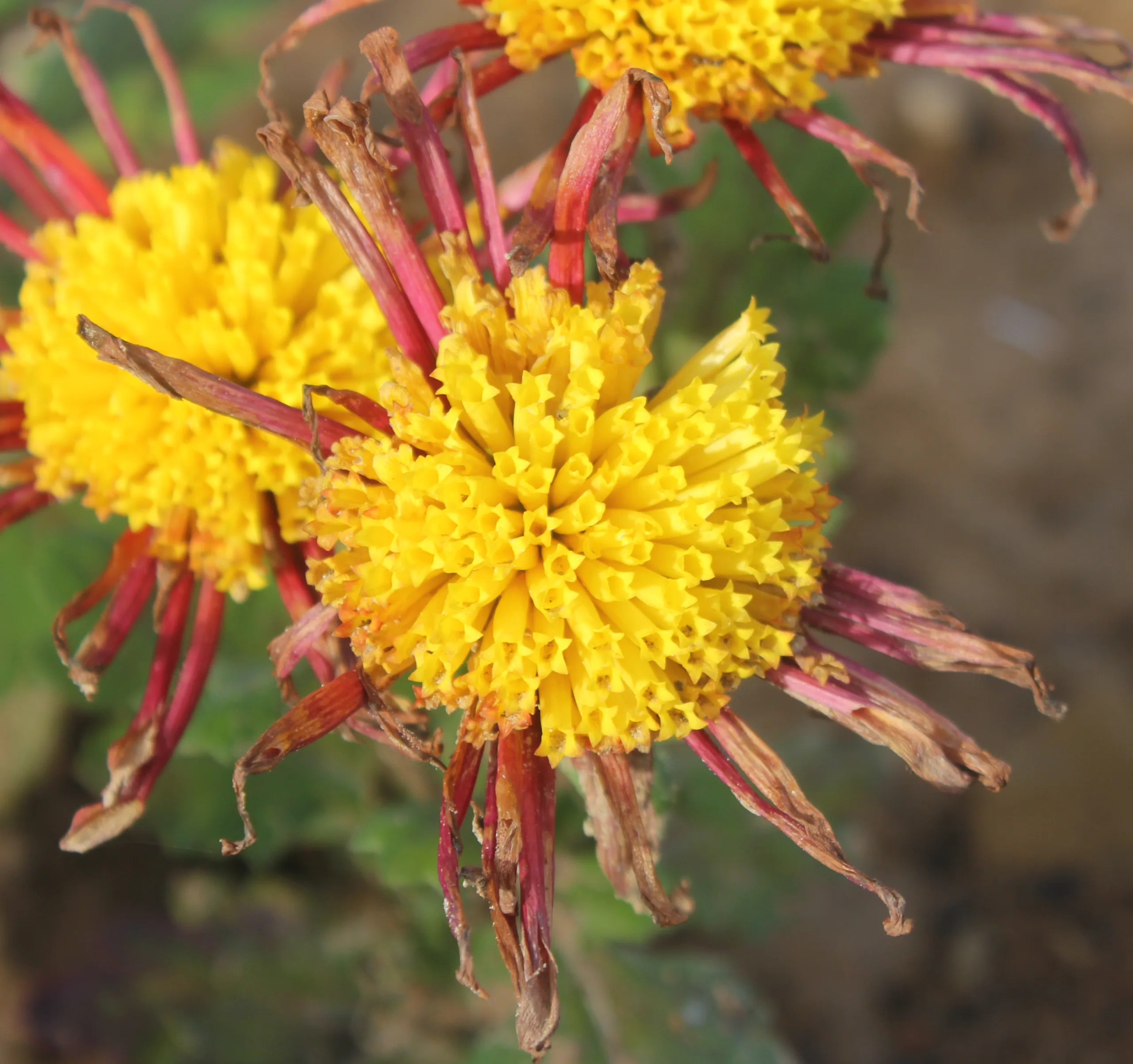 Chrysanthemum × morifolium