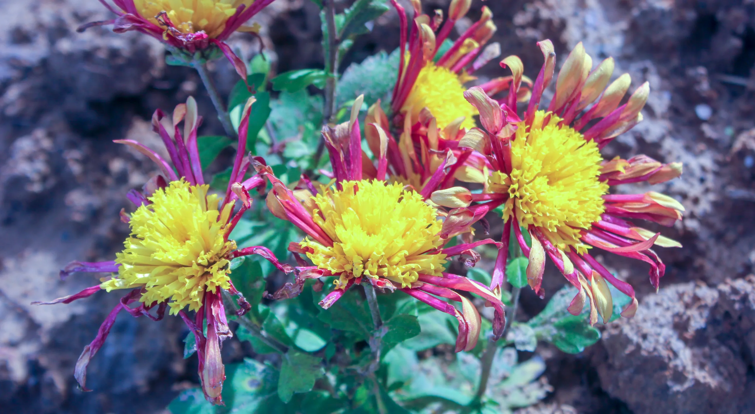 Chrysanthemum × morifolium