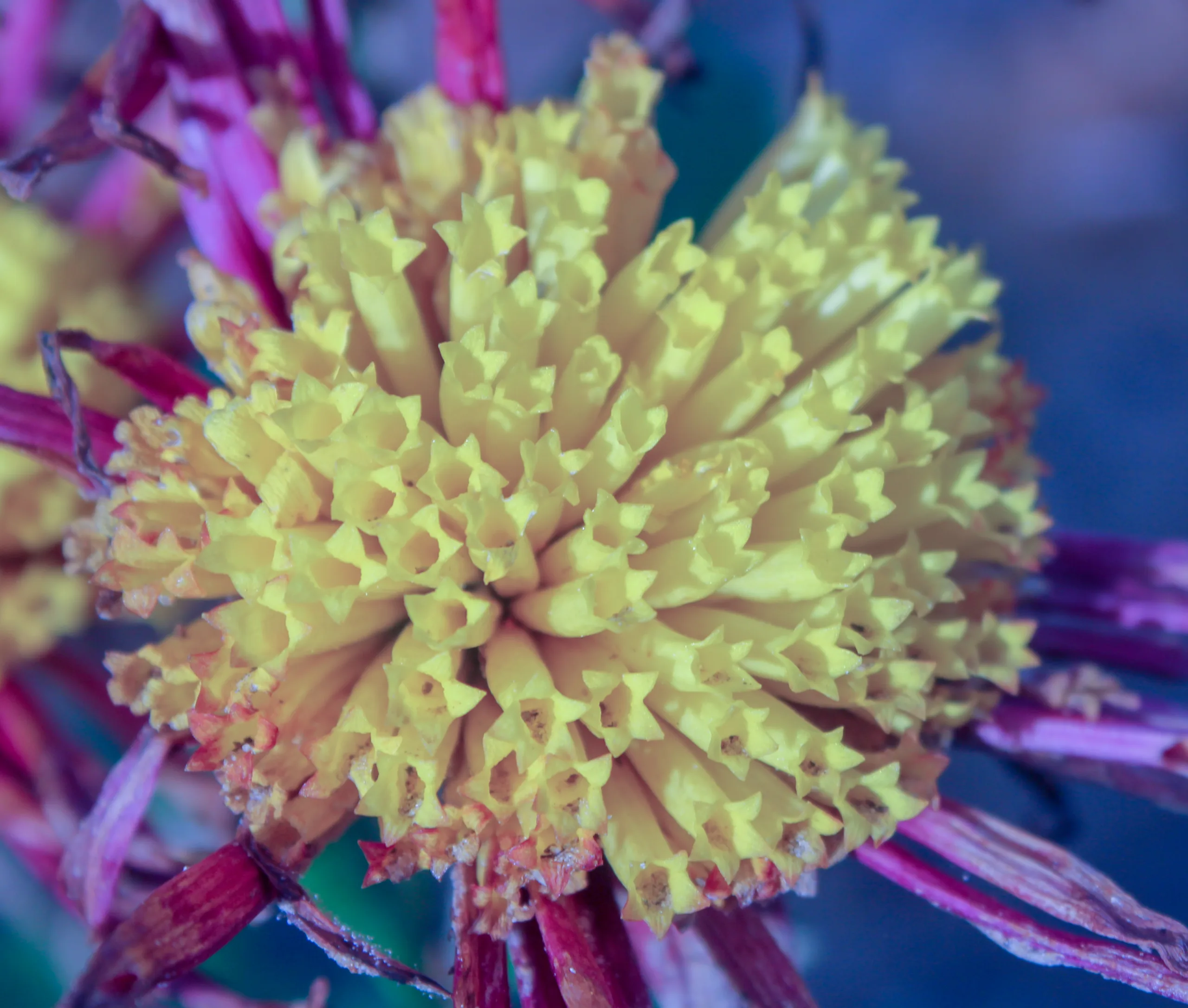 Chrysanthemum × morifolium
