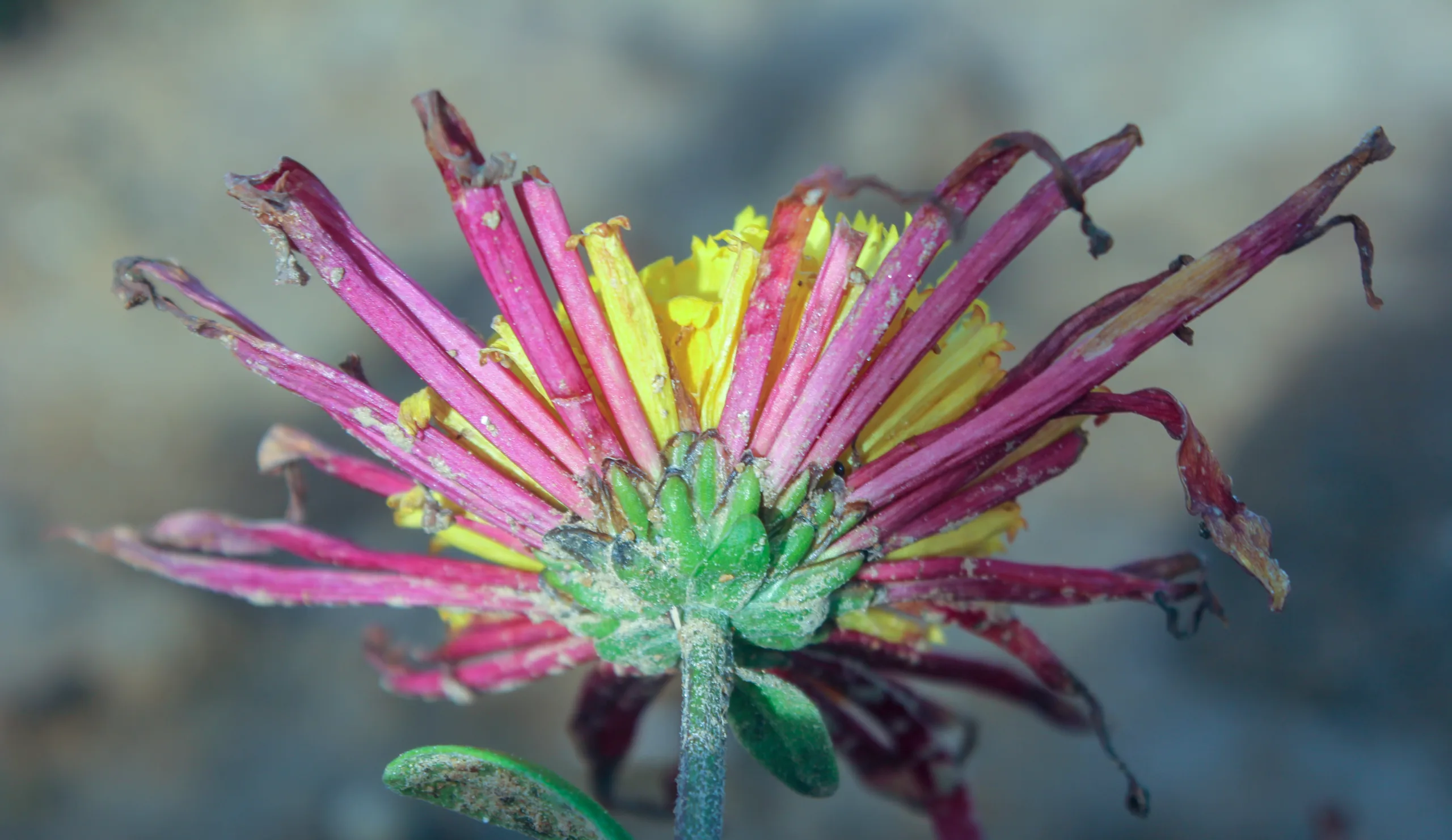 Chrysanthemum × morifolium