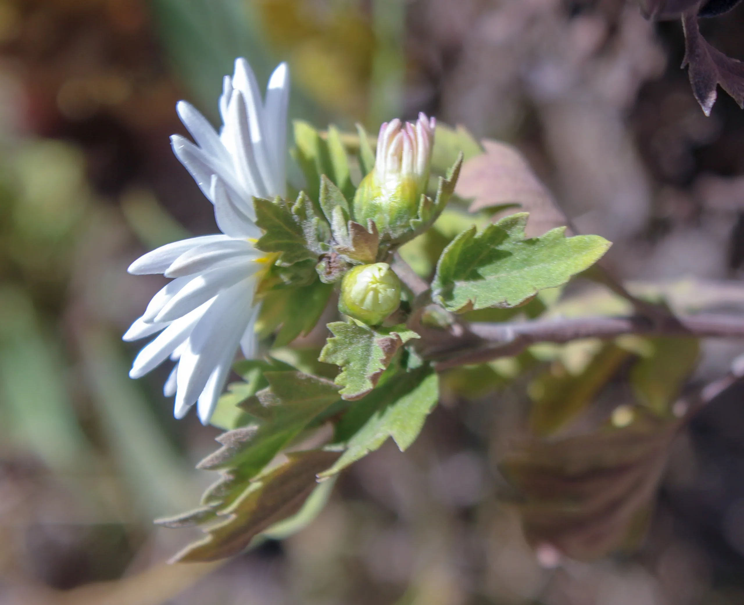 Chrysanthemum × morifolium