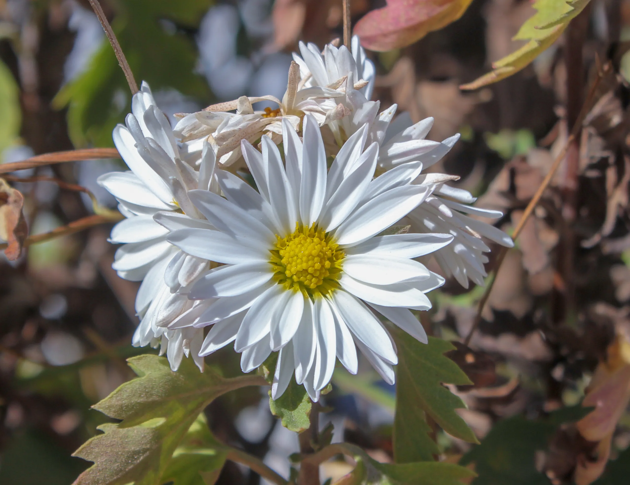 Chrysanthemum × morifolium