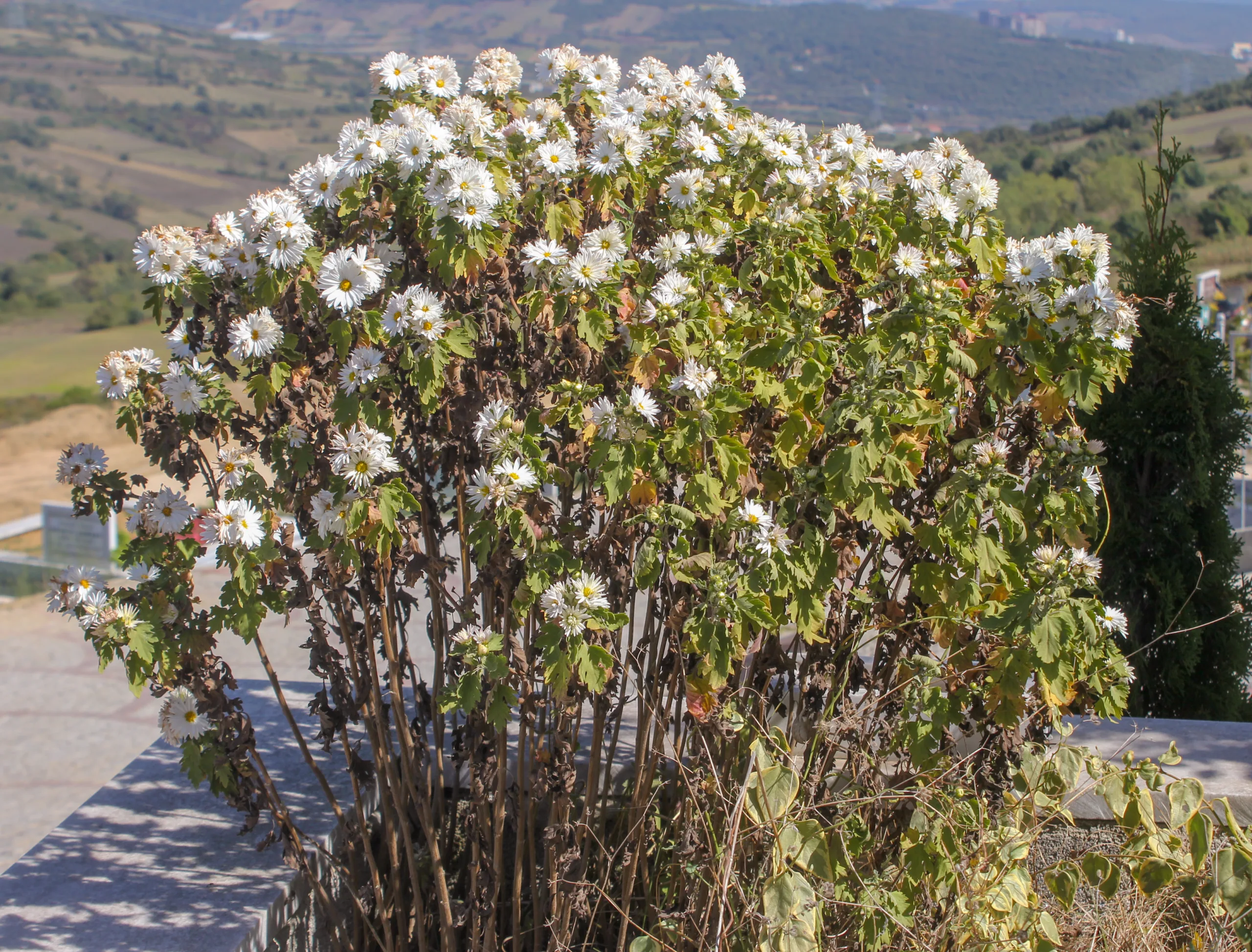 Chrysanthemum × morifolium