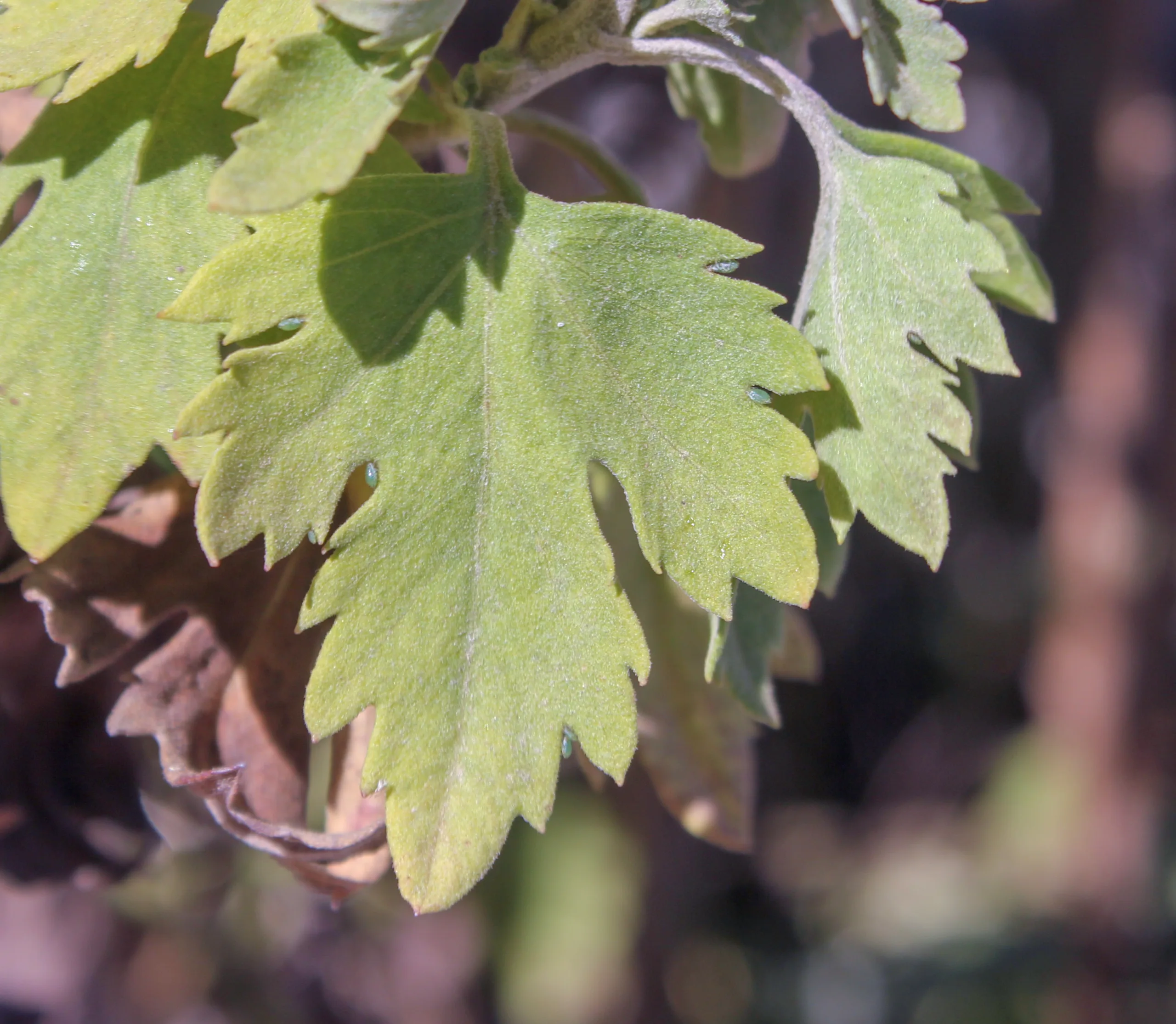 Chrysanthemum × morifolium