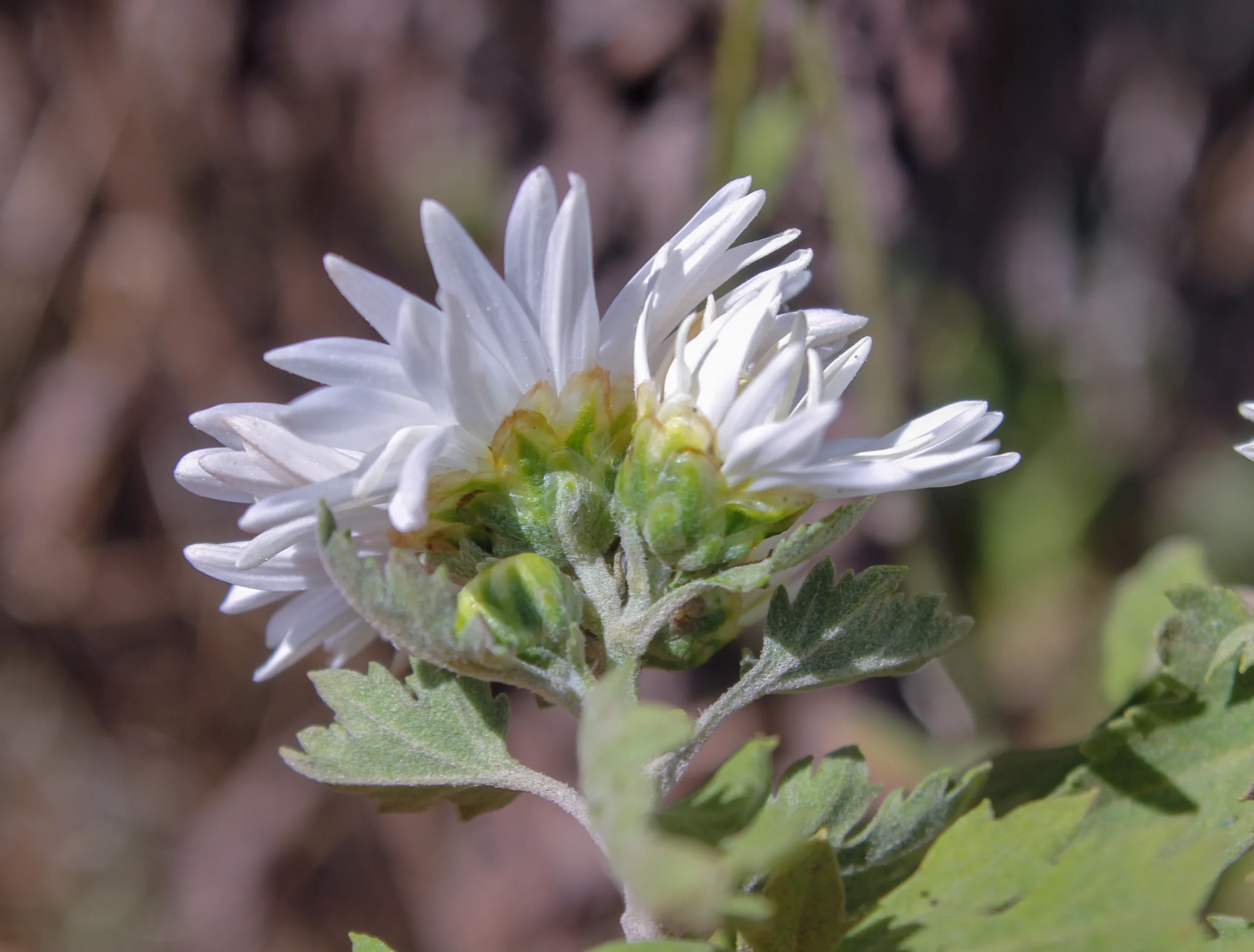 Chrysanthemum × morifolium