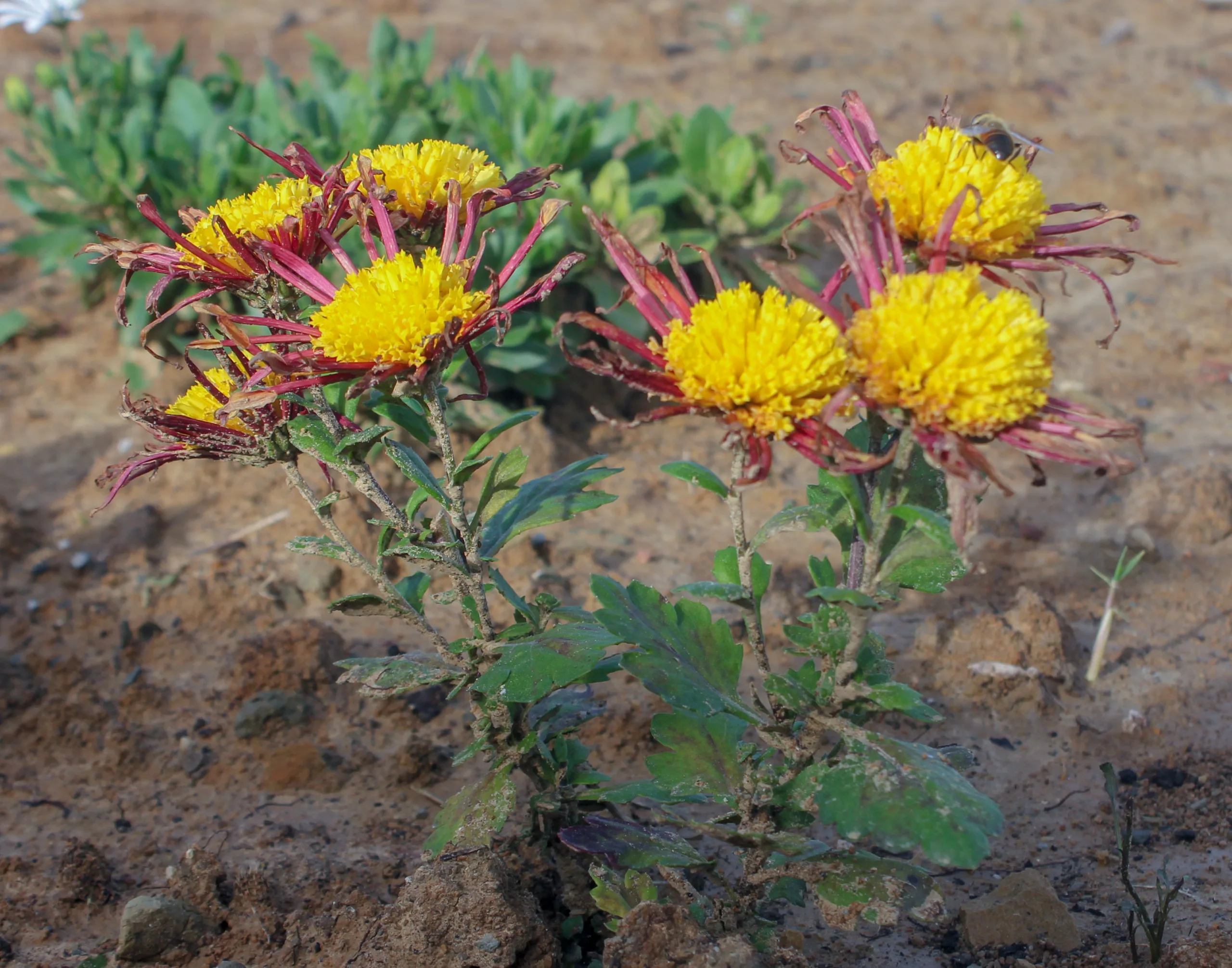 Chrysanthemum × morifolium