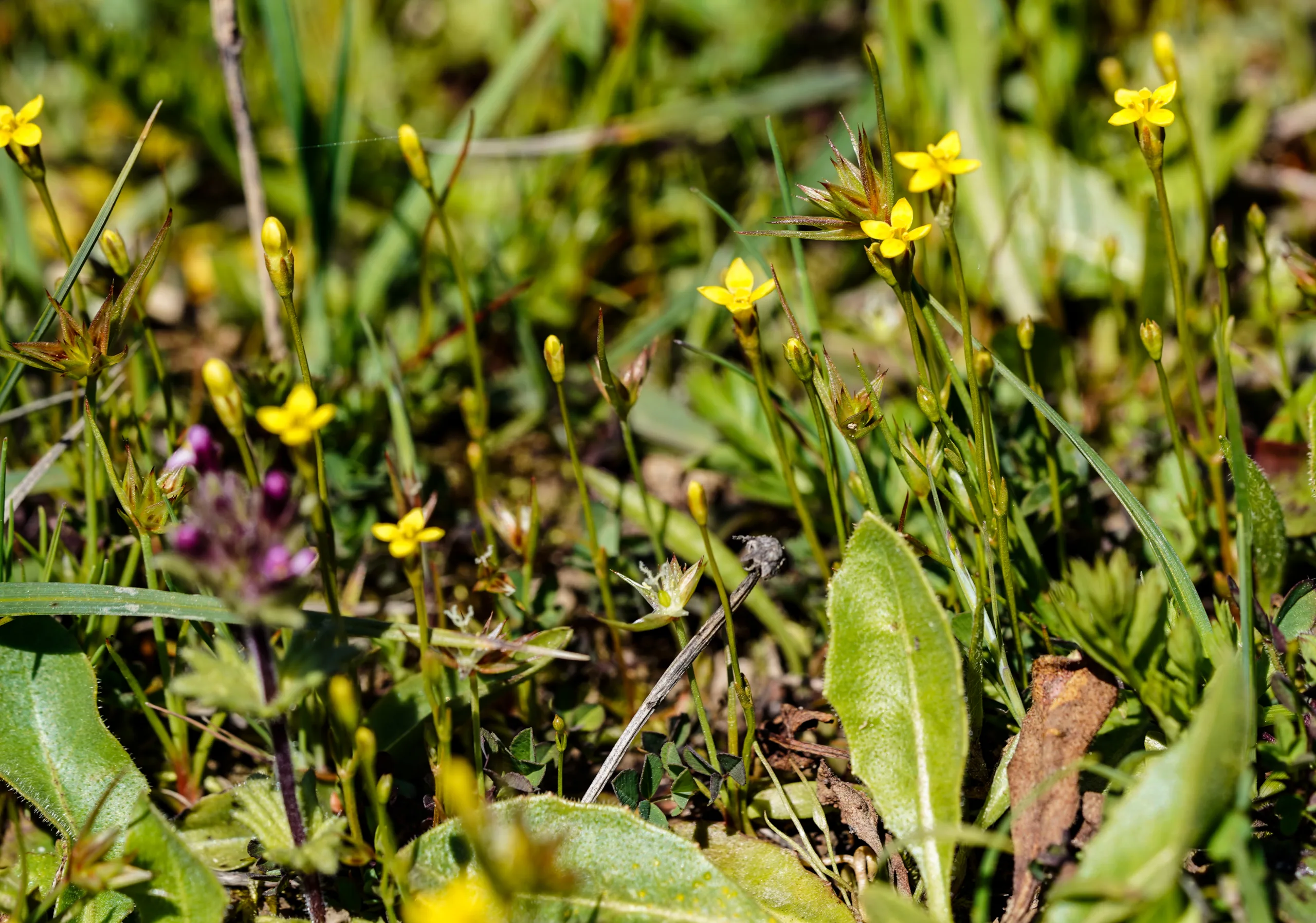 Cicendia filiformis