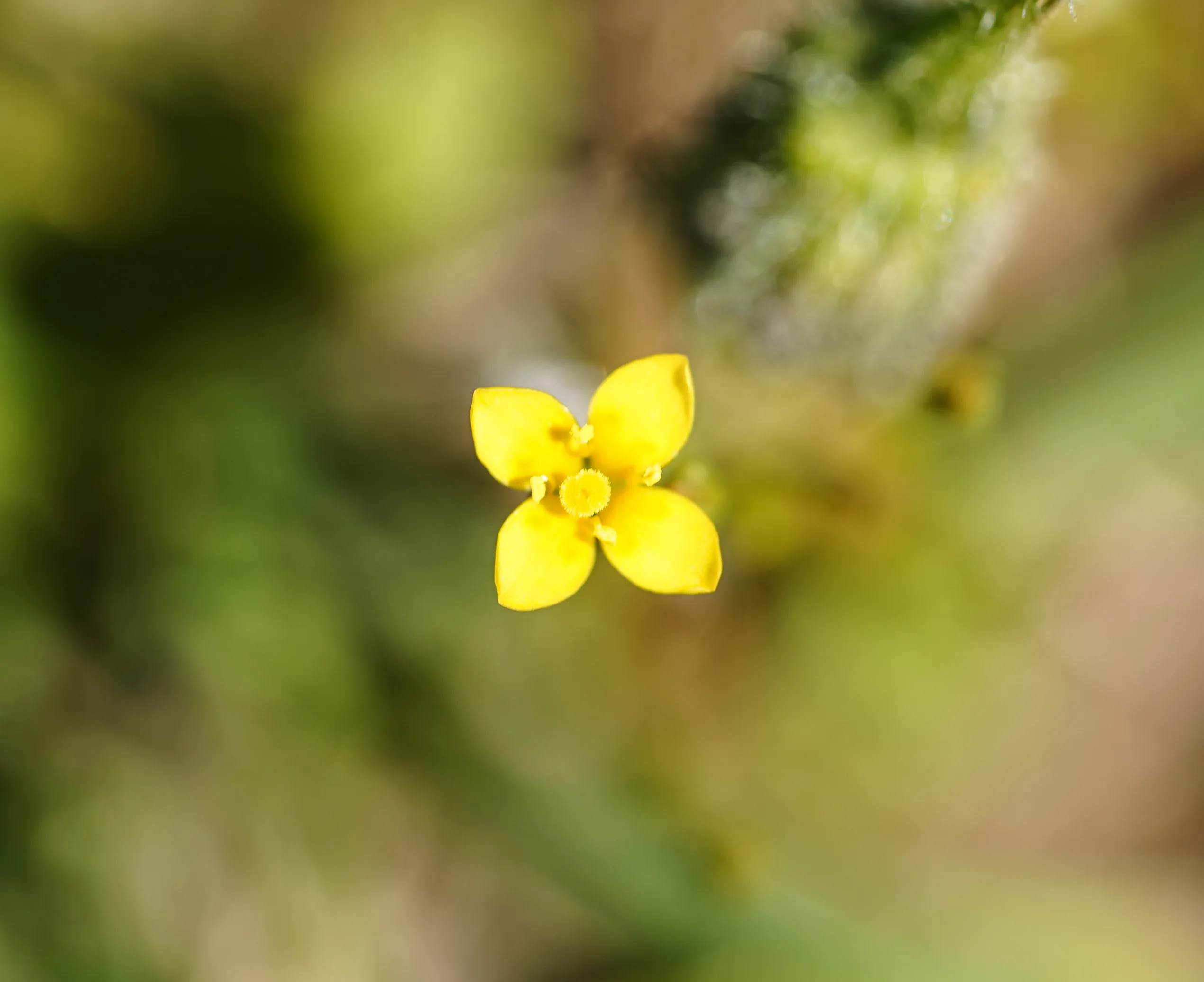 Cicendia filiformis (Sisenda)