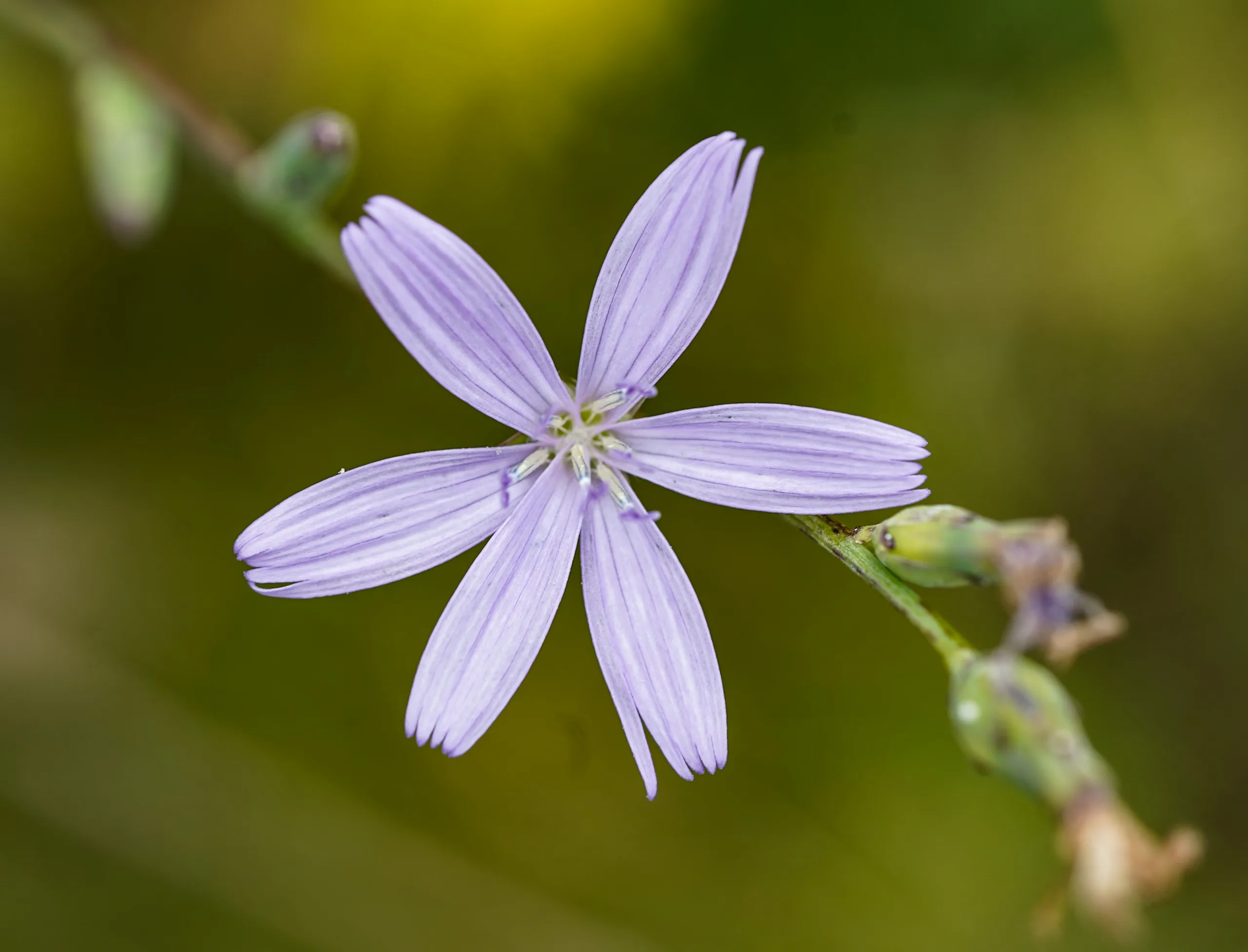Cicerbita (Gökmarul)