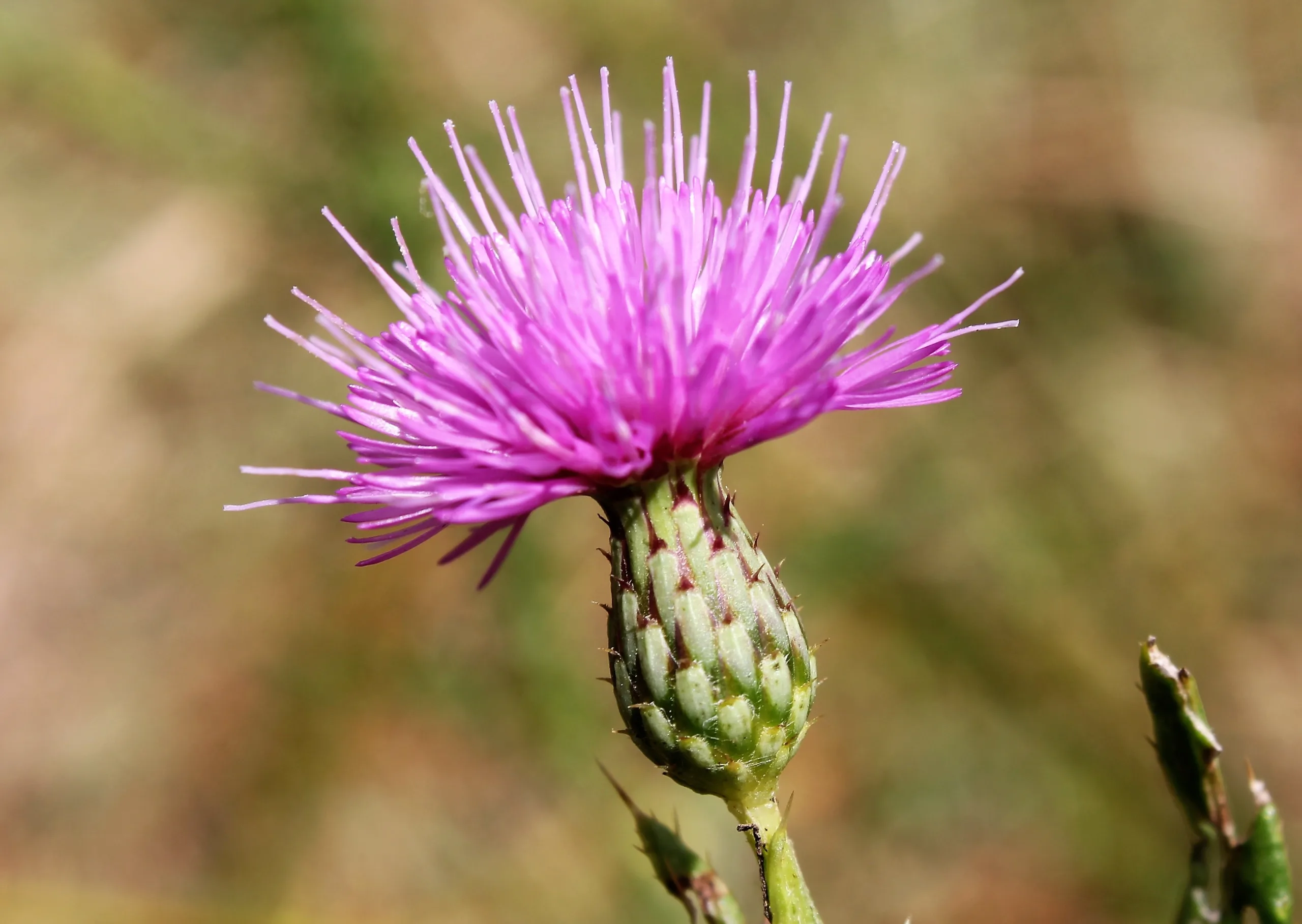 Cirsium (Köygöçüren)