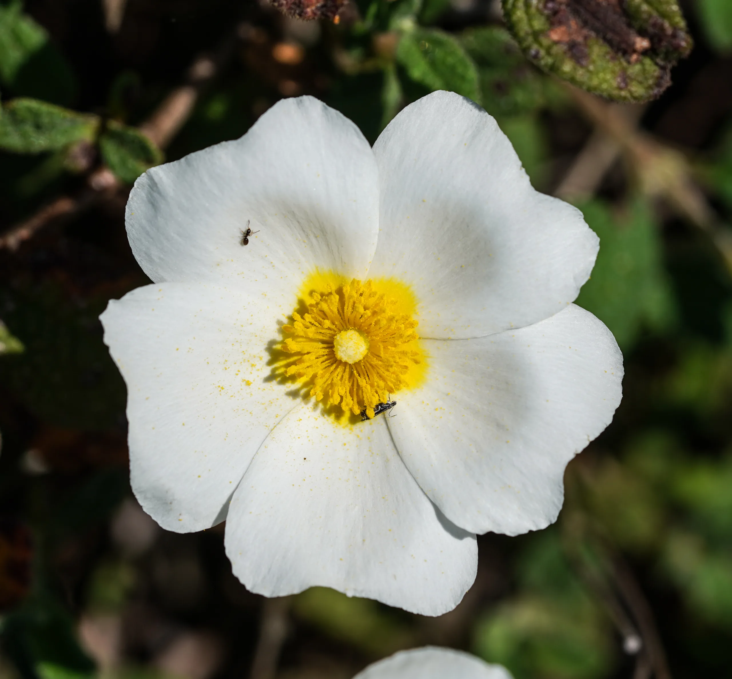 Cistus salviifolius (Kartli)
