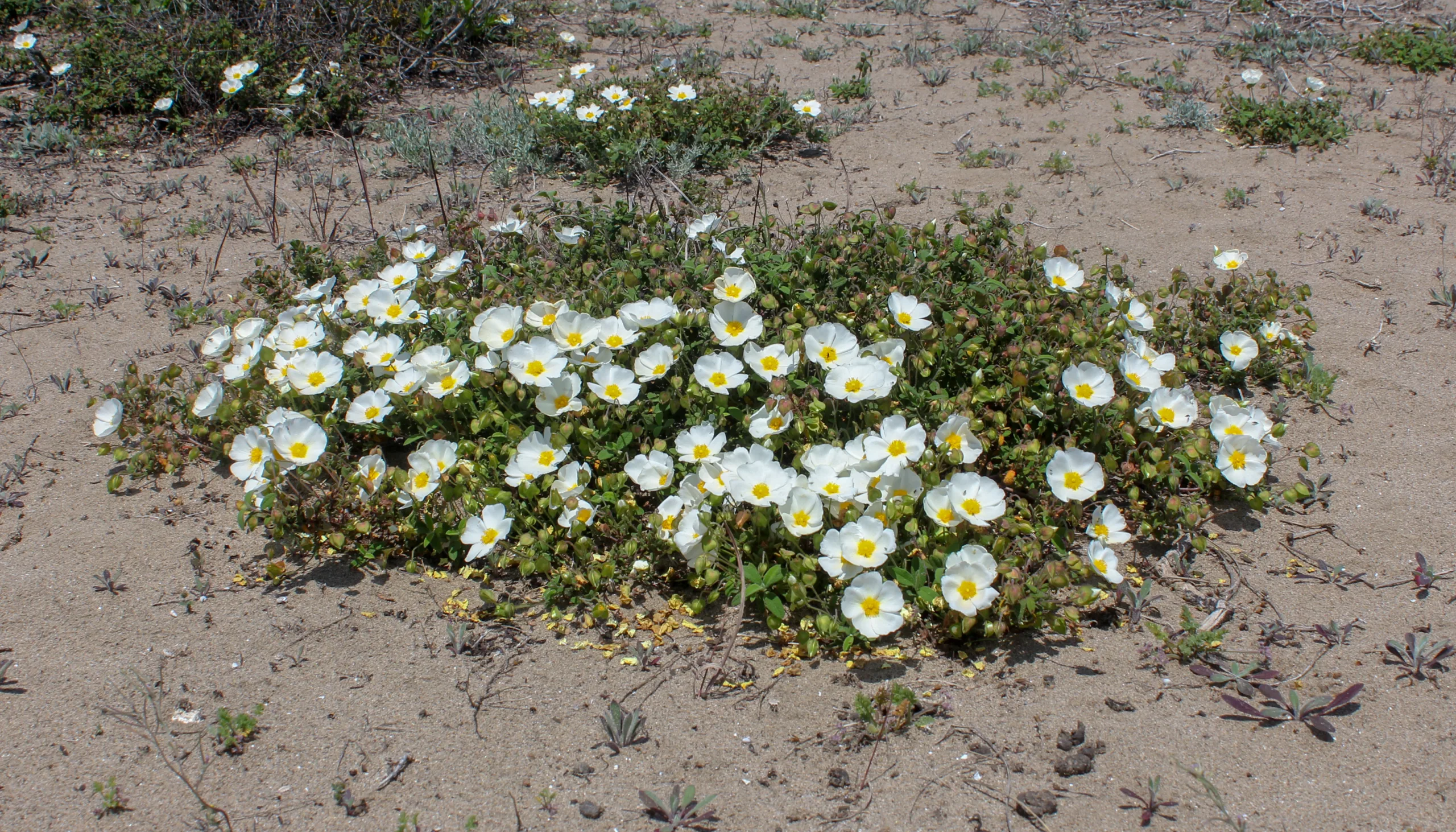Cistus salviifolius