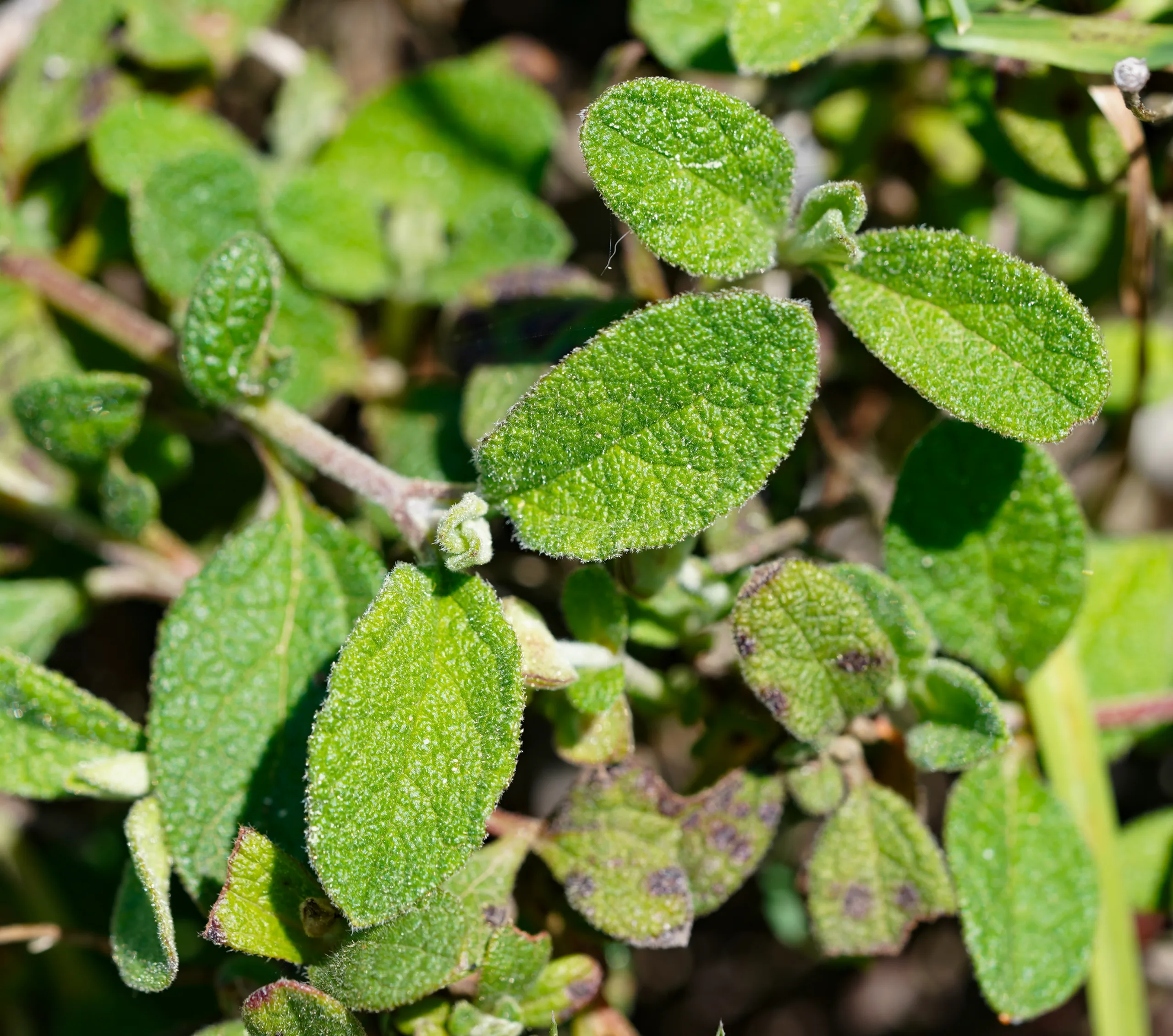 Cistus salviifolius