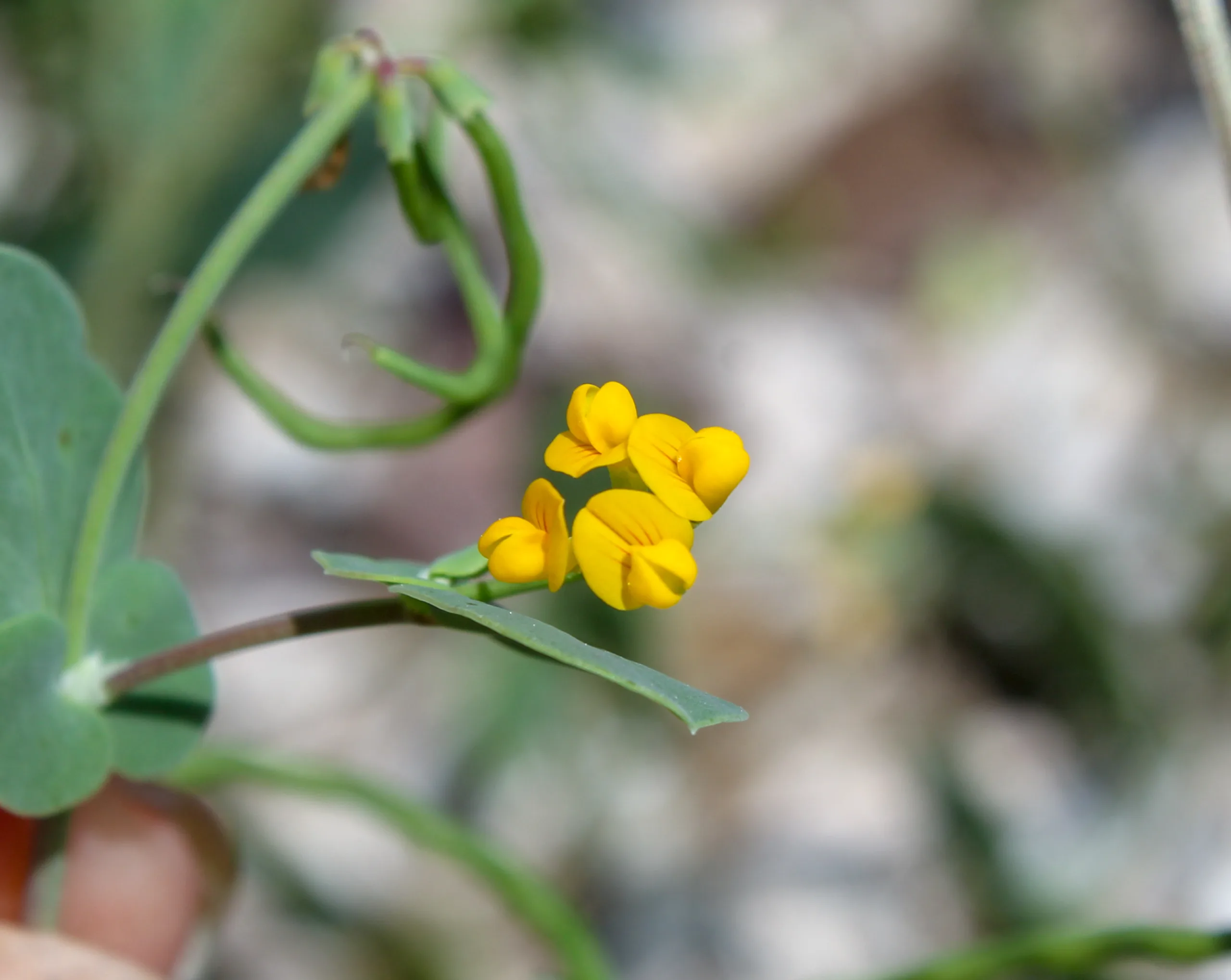 Coronilla scorpioides