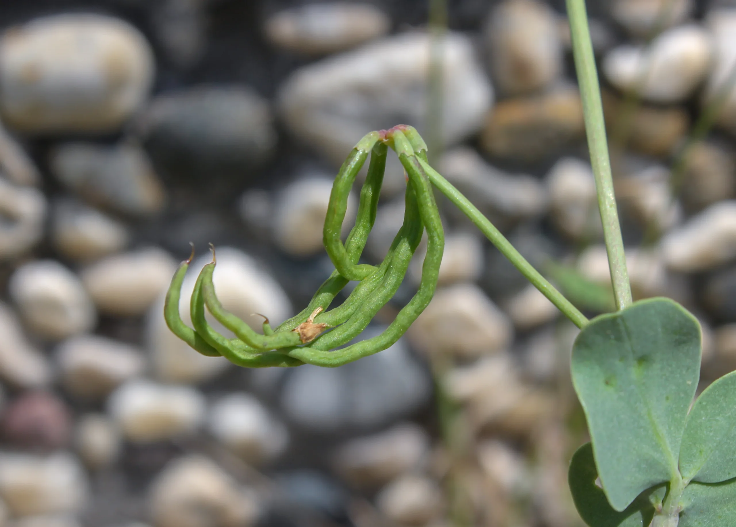 Coronilla scorpioides
