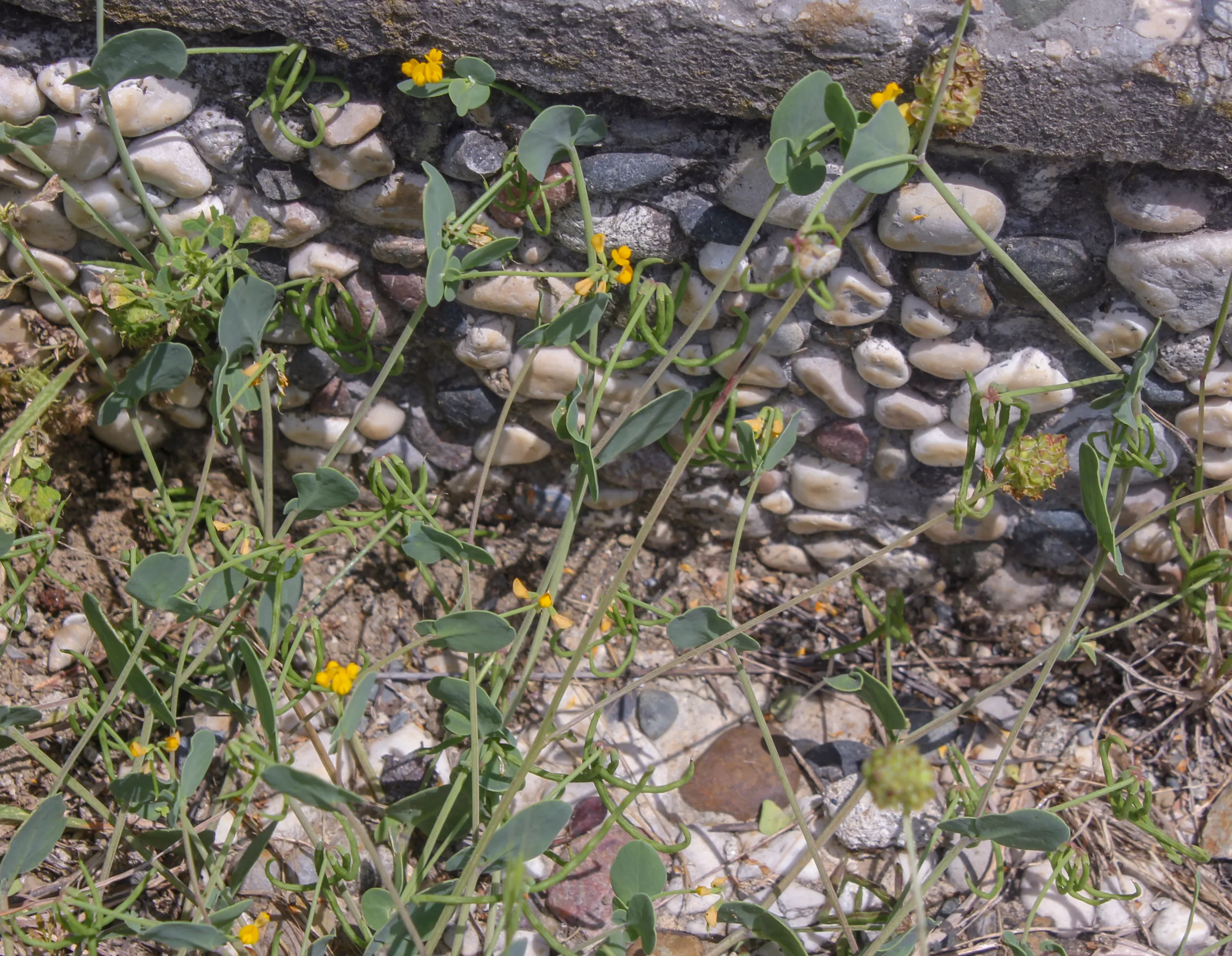 Coronilla scorpioides