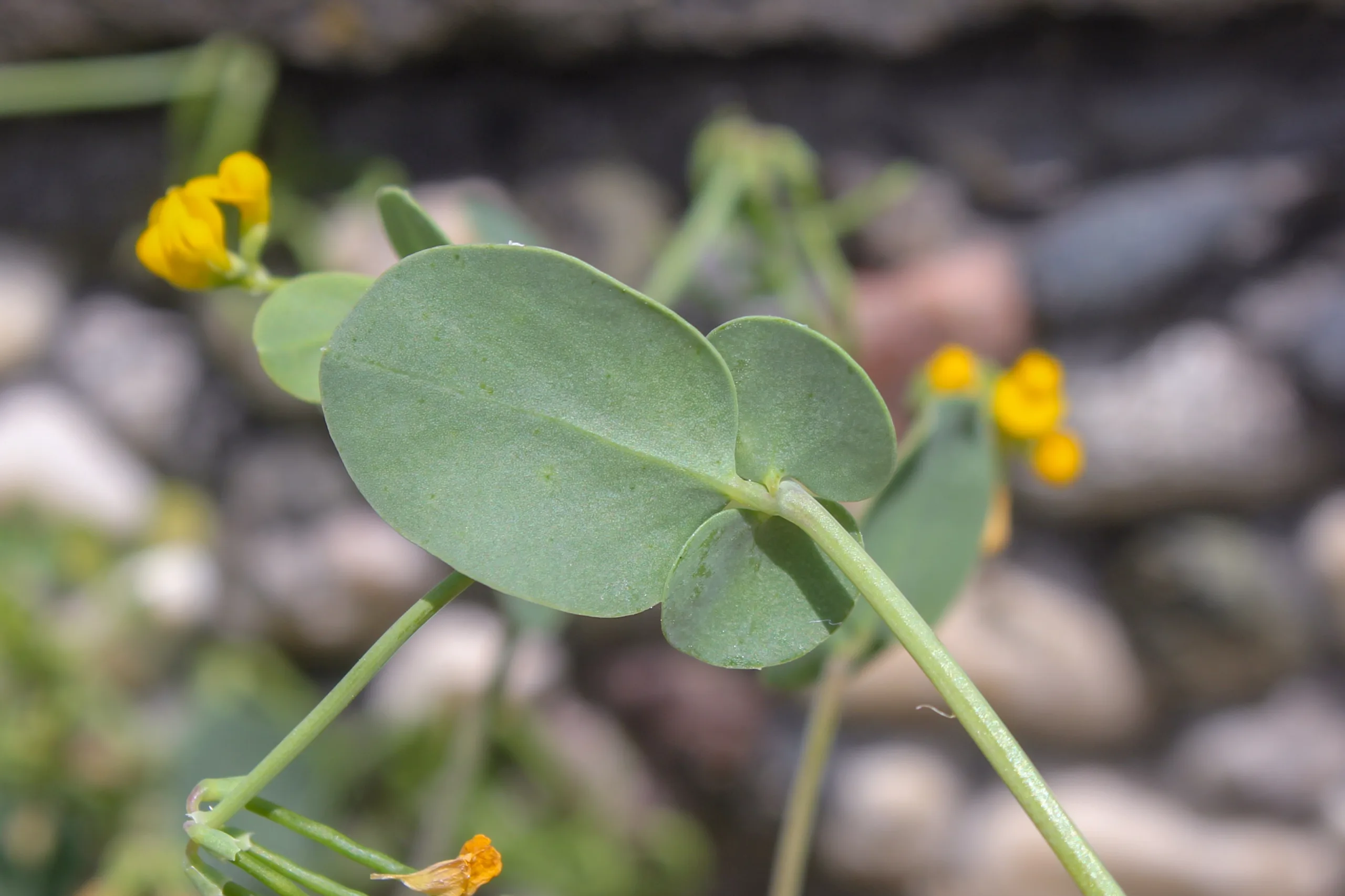 Coronilla scorpioides