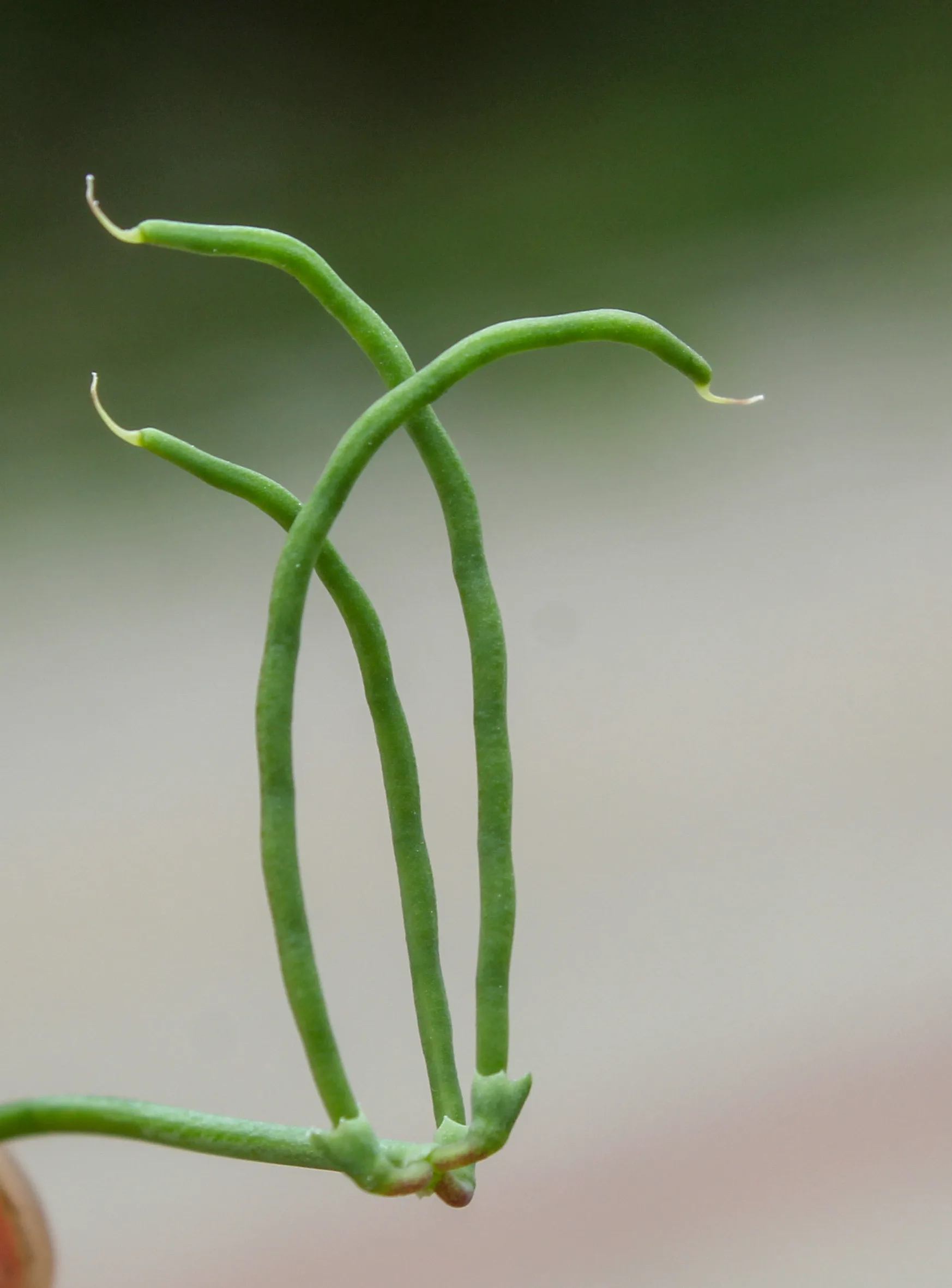 Coronilla scorpioides