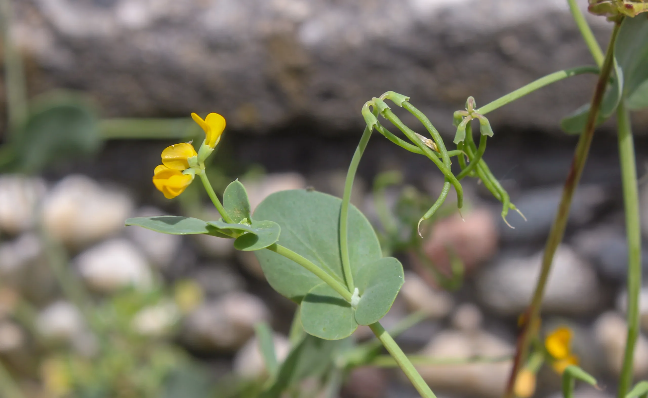 Coronilla scorpioides