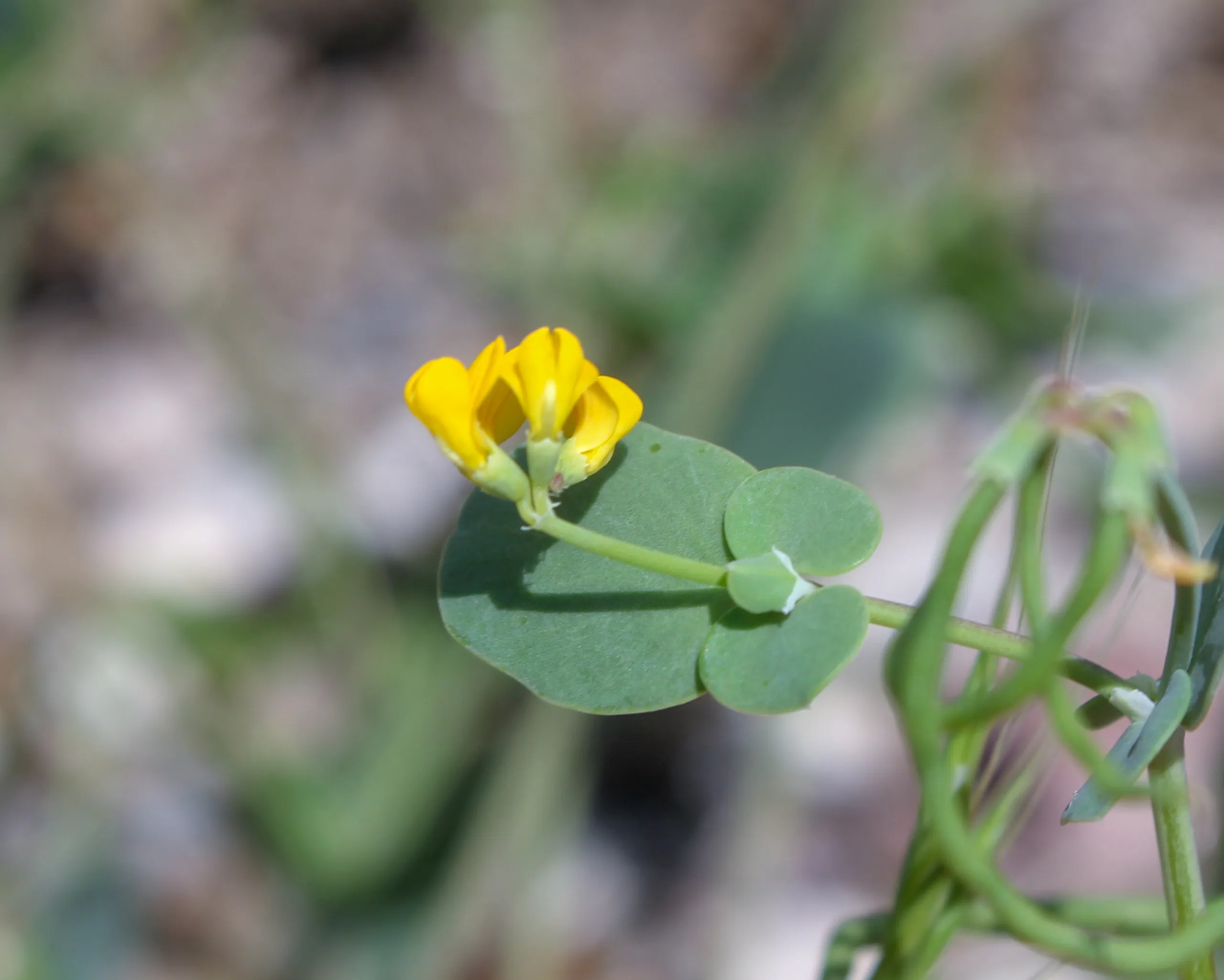 Coronilla scorpioides