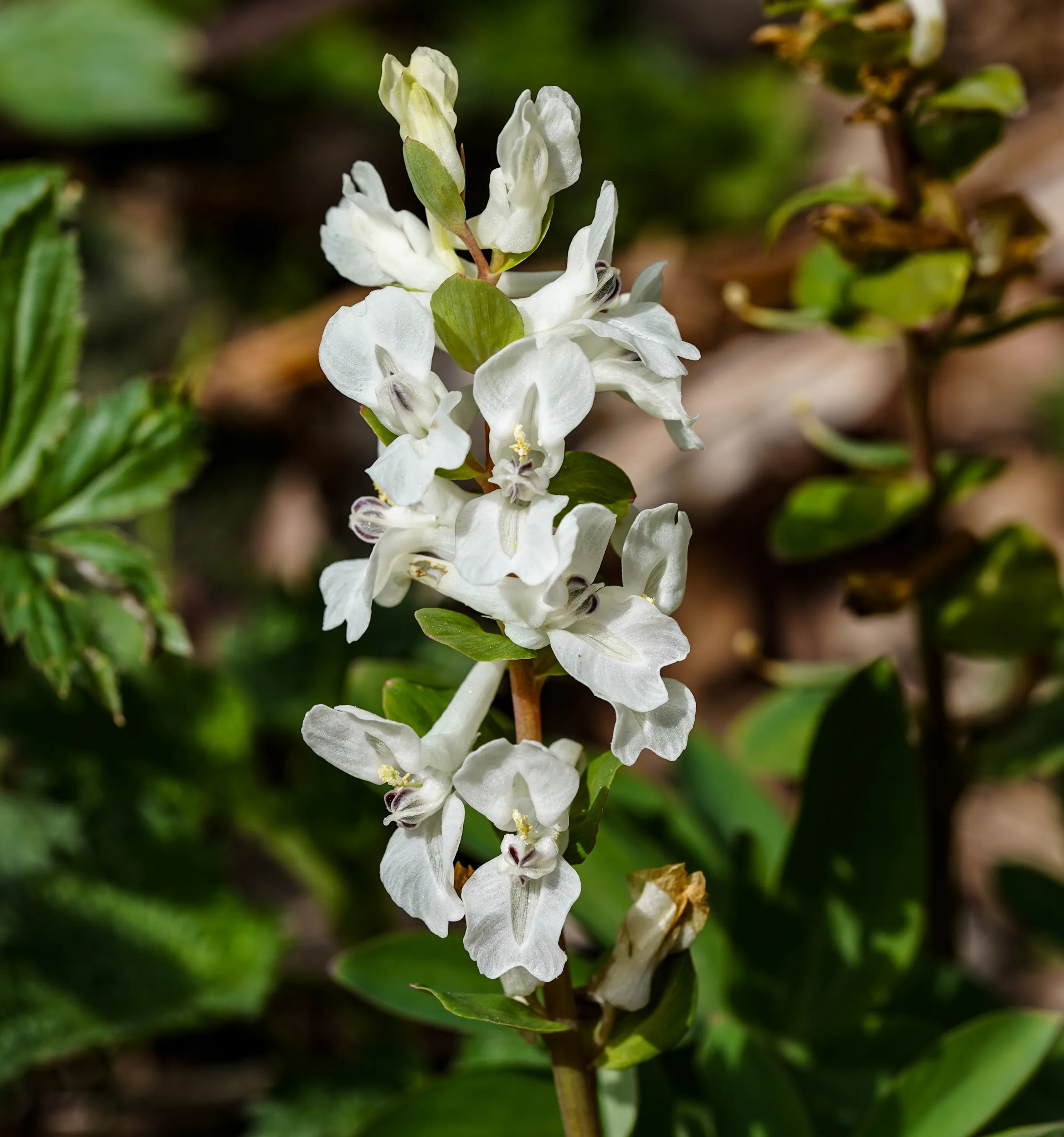 Corydalis cava subsp. marschalliana