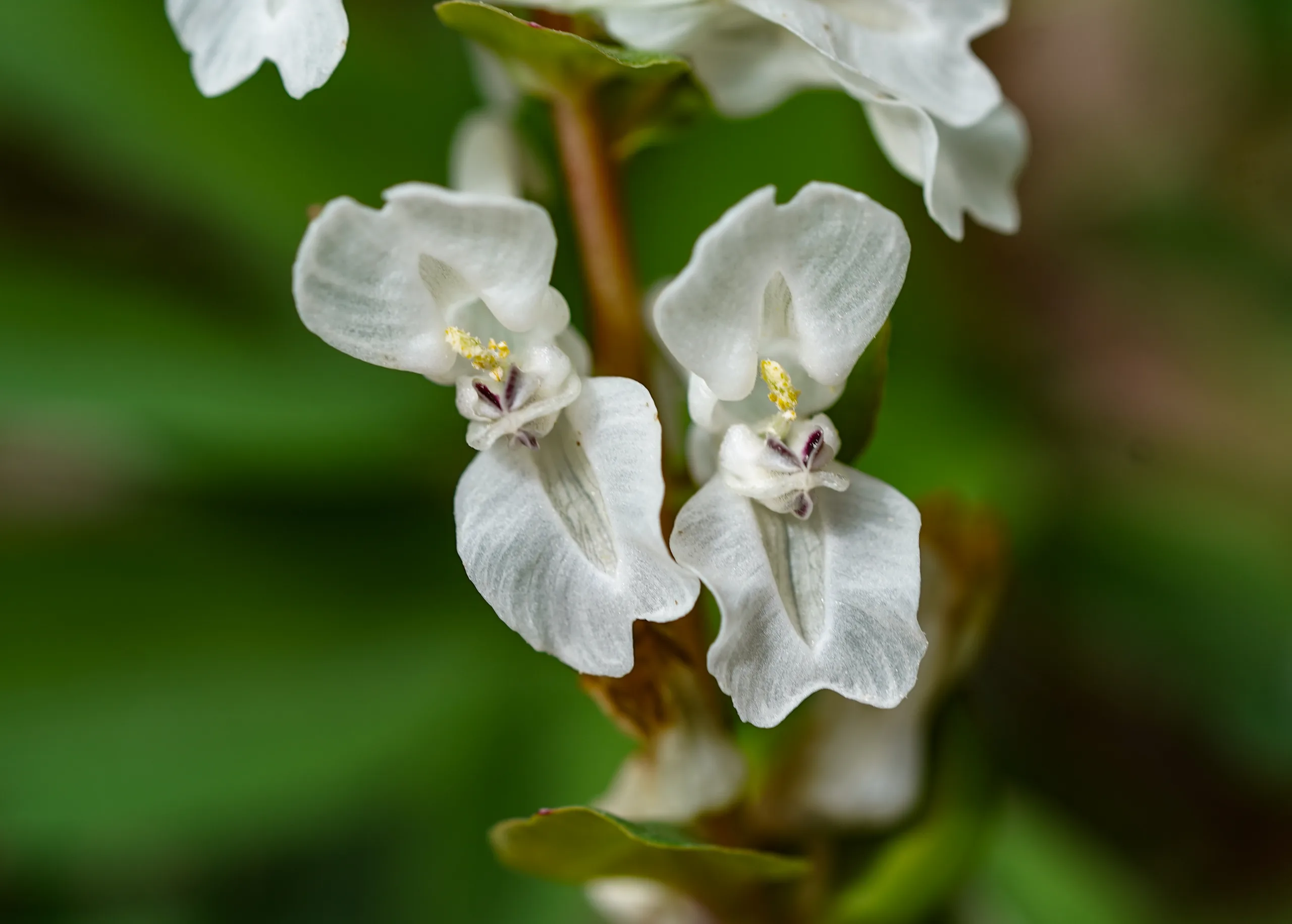 Corydalis cava subsp. marschalliana