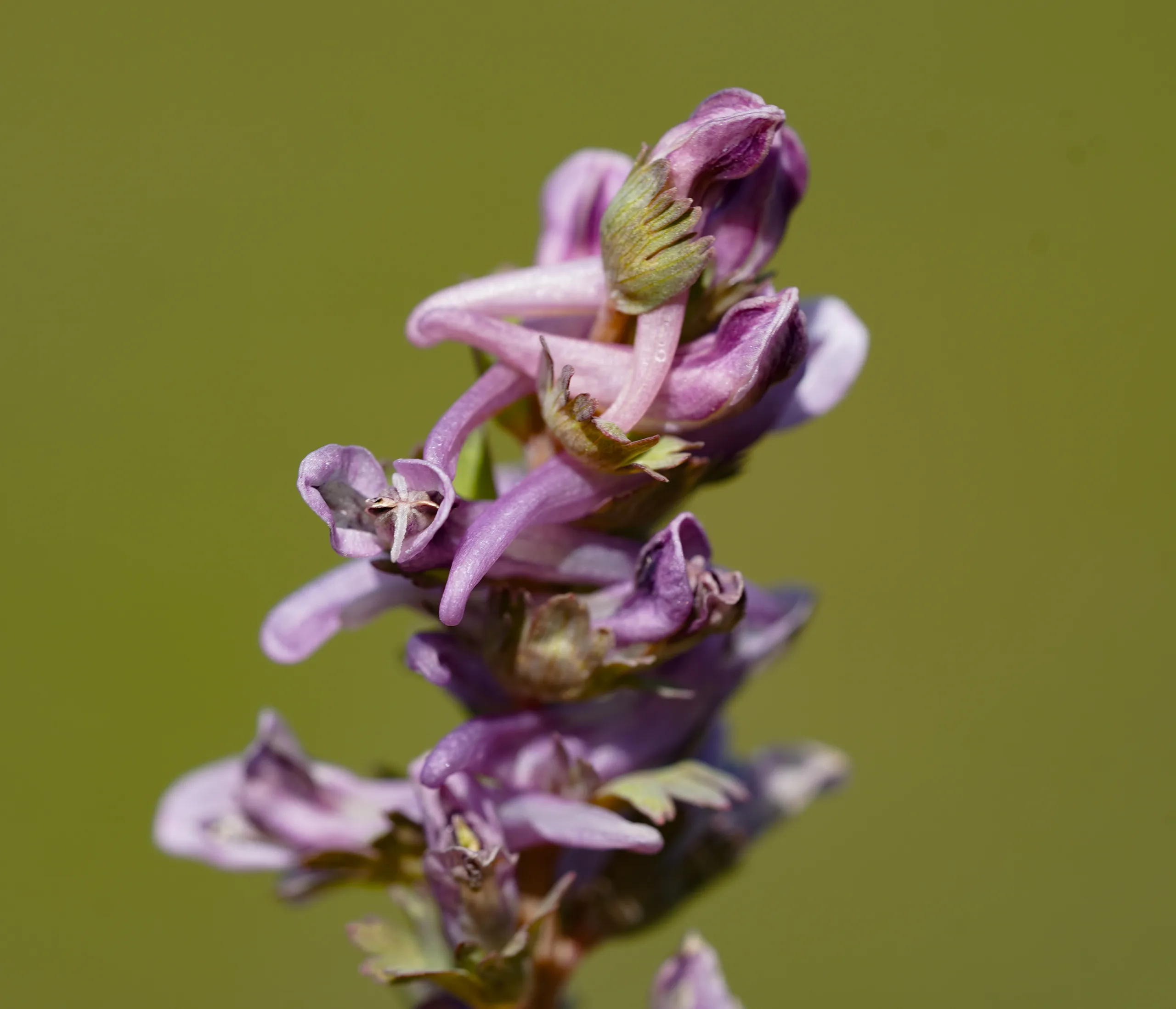 Corydalis wendelboi subsp. congesta