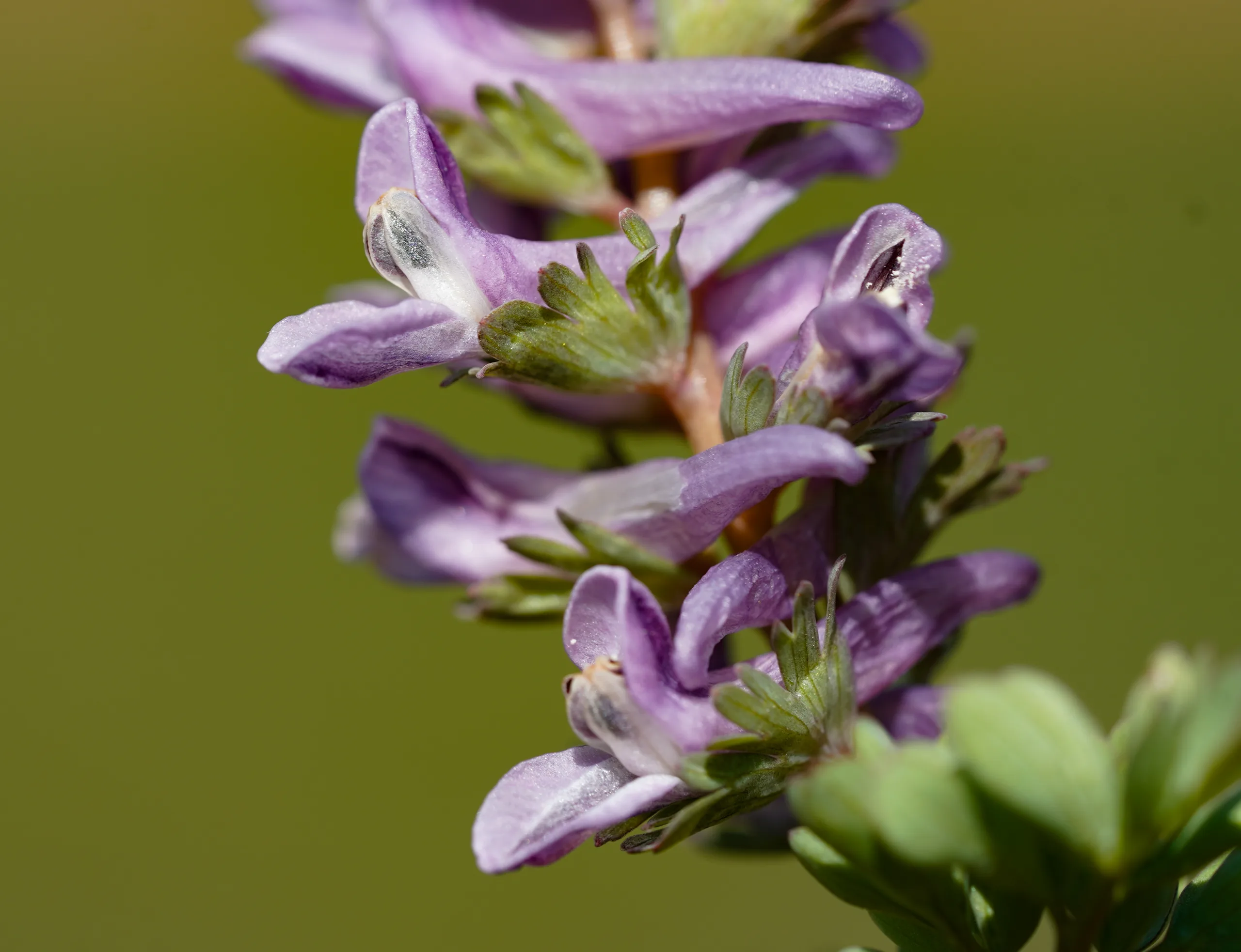 Corydalis wendelboi subsp. congesta