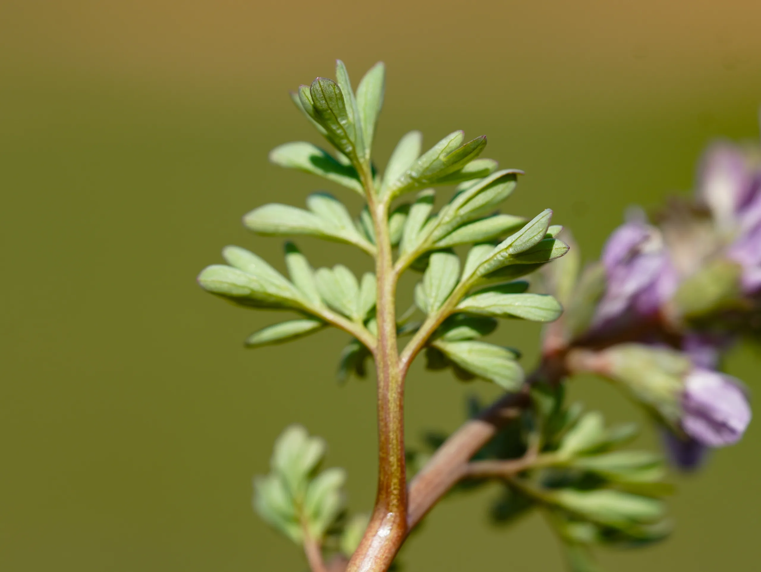 Corydalis wendelboi subsp. congesta