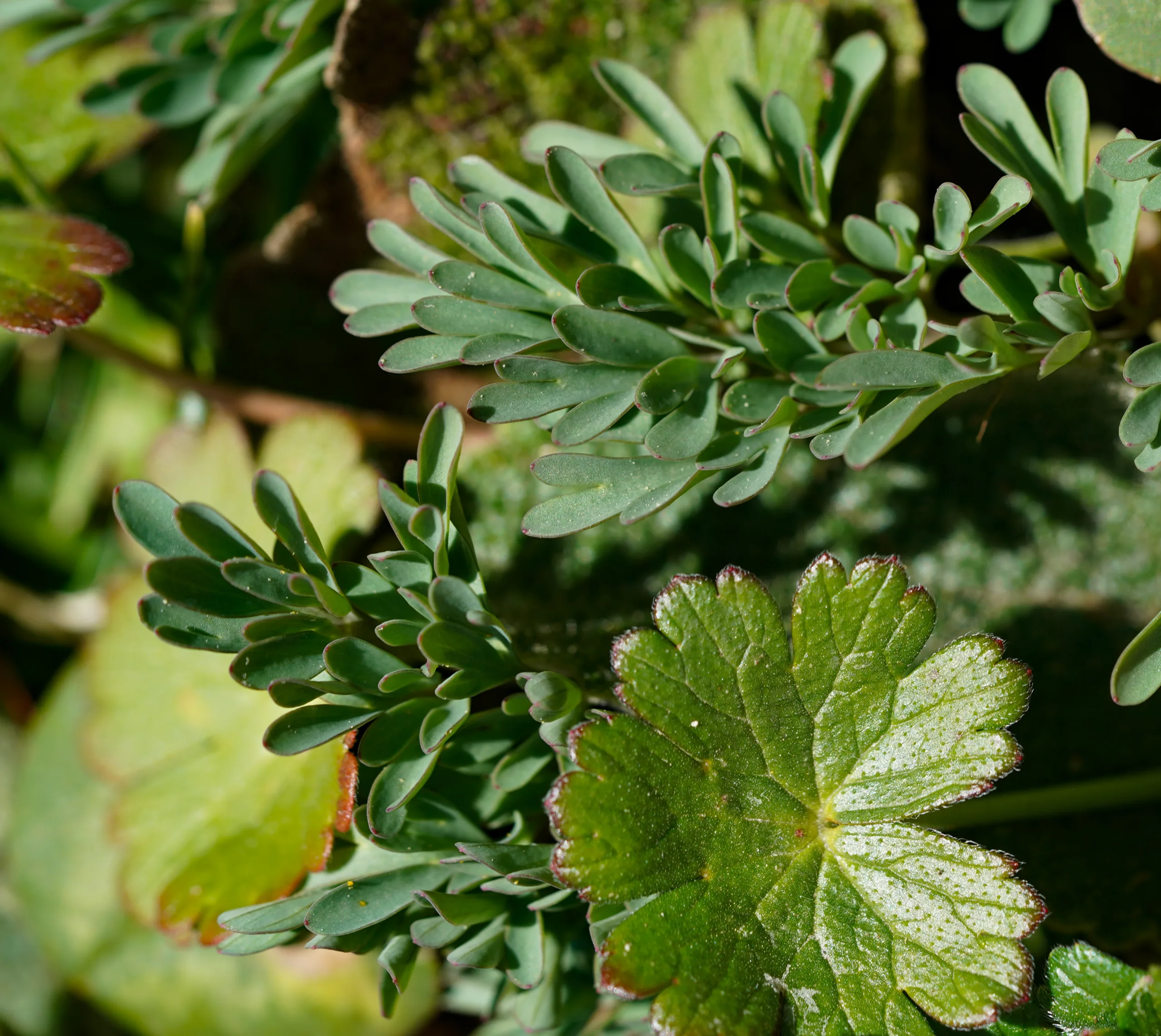 Corydalis wendelboi subsp. congesta